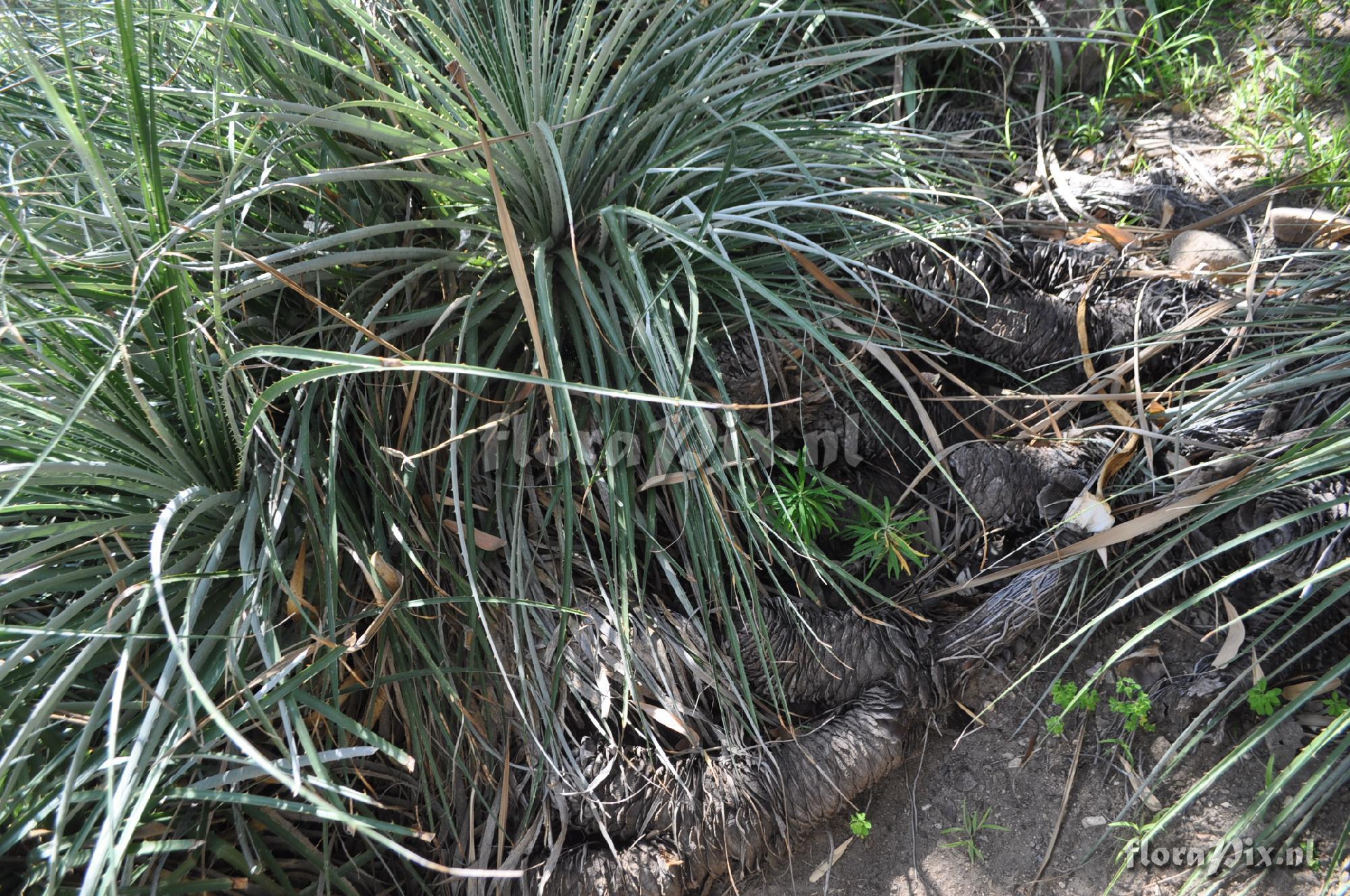 Puya wrightii - type plant