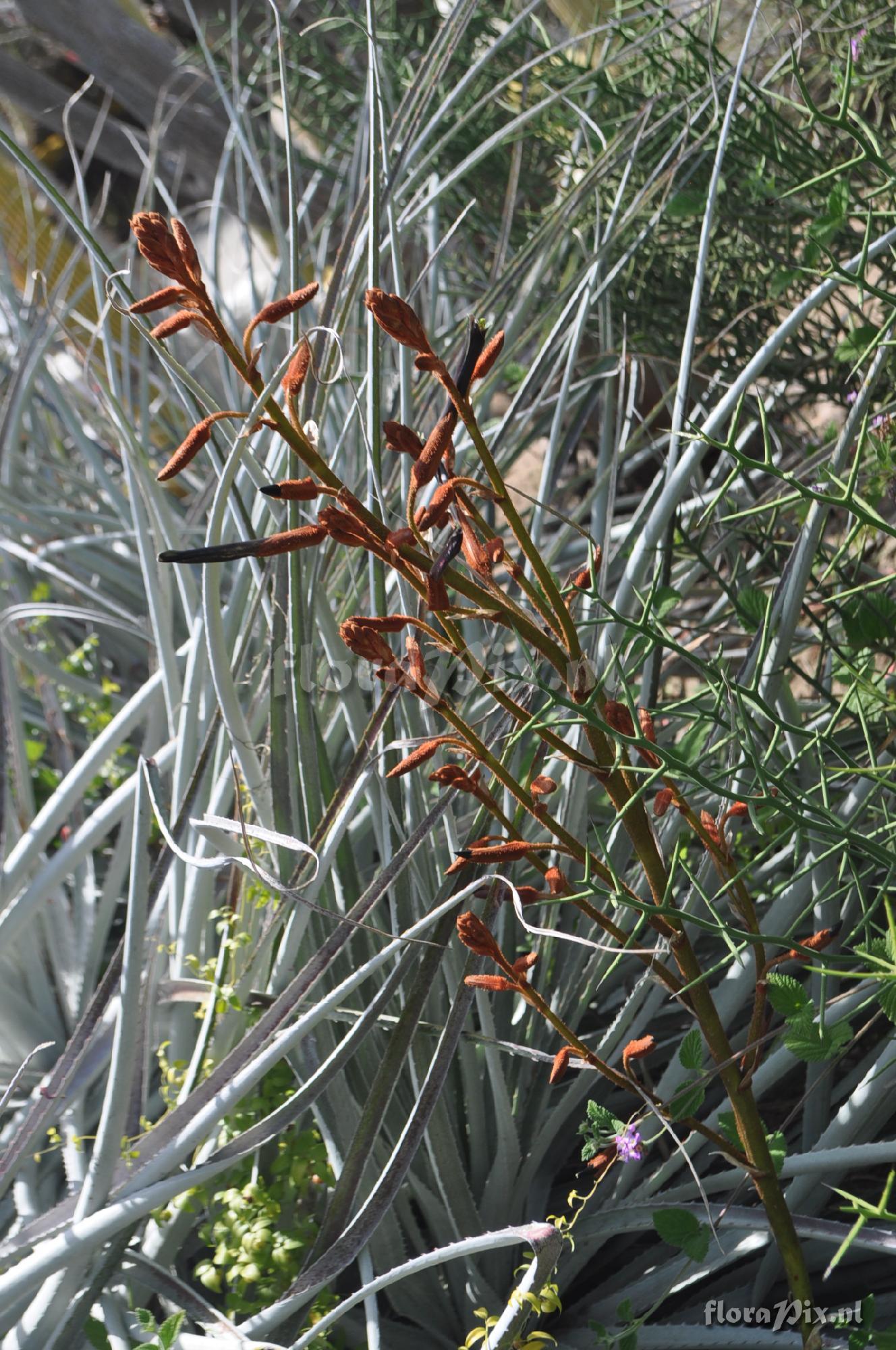 Puya ferruginea