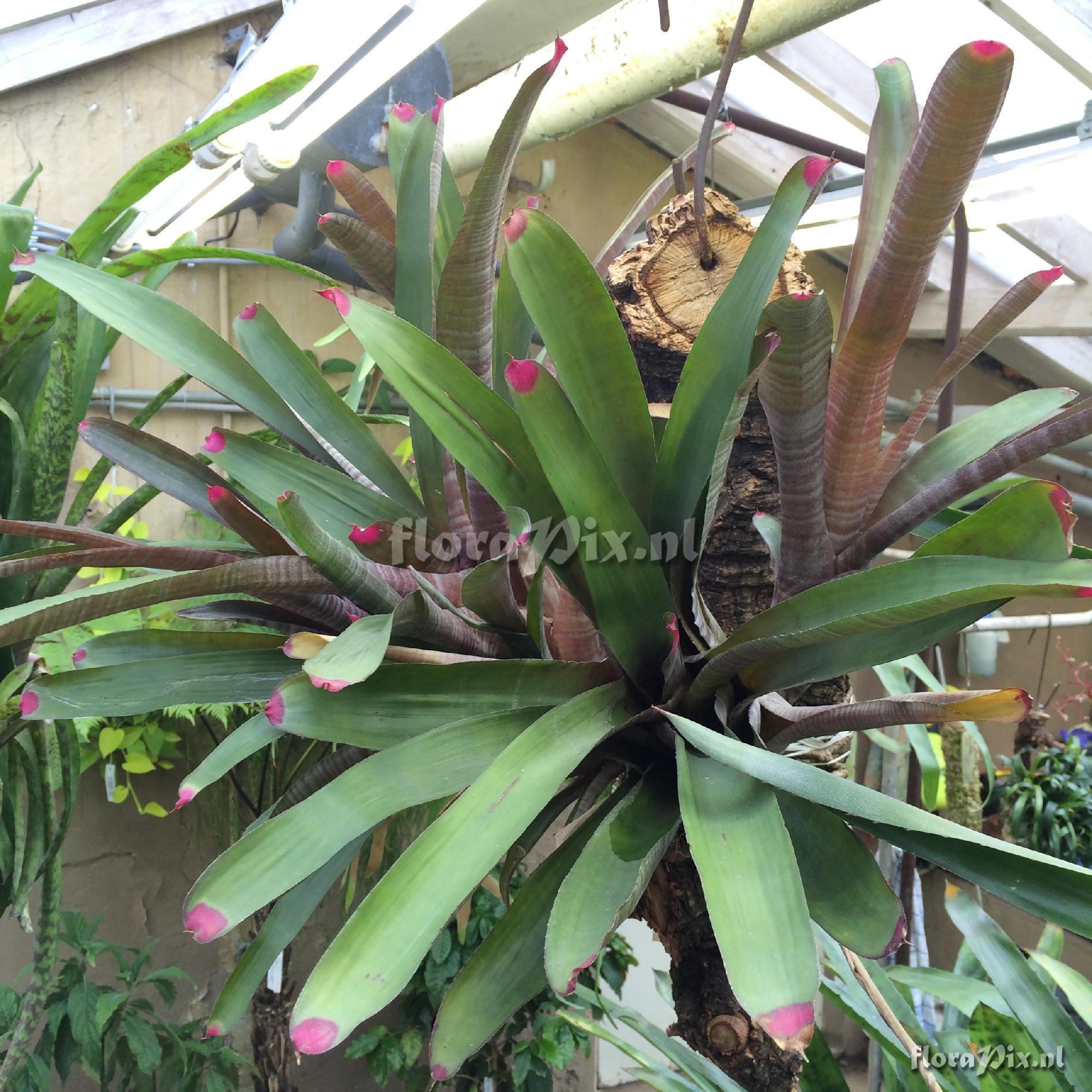 Neoregelia spectabilis