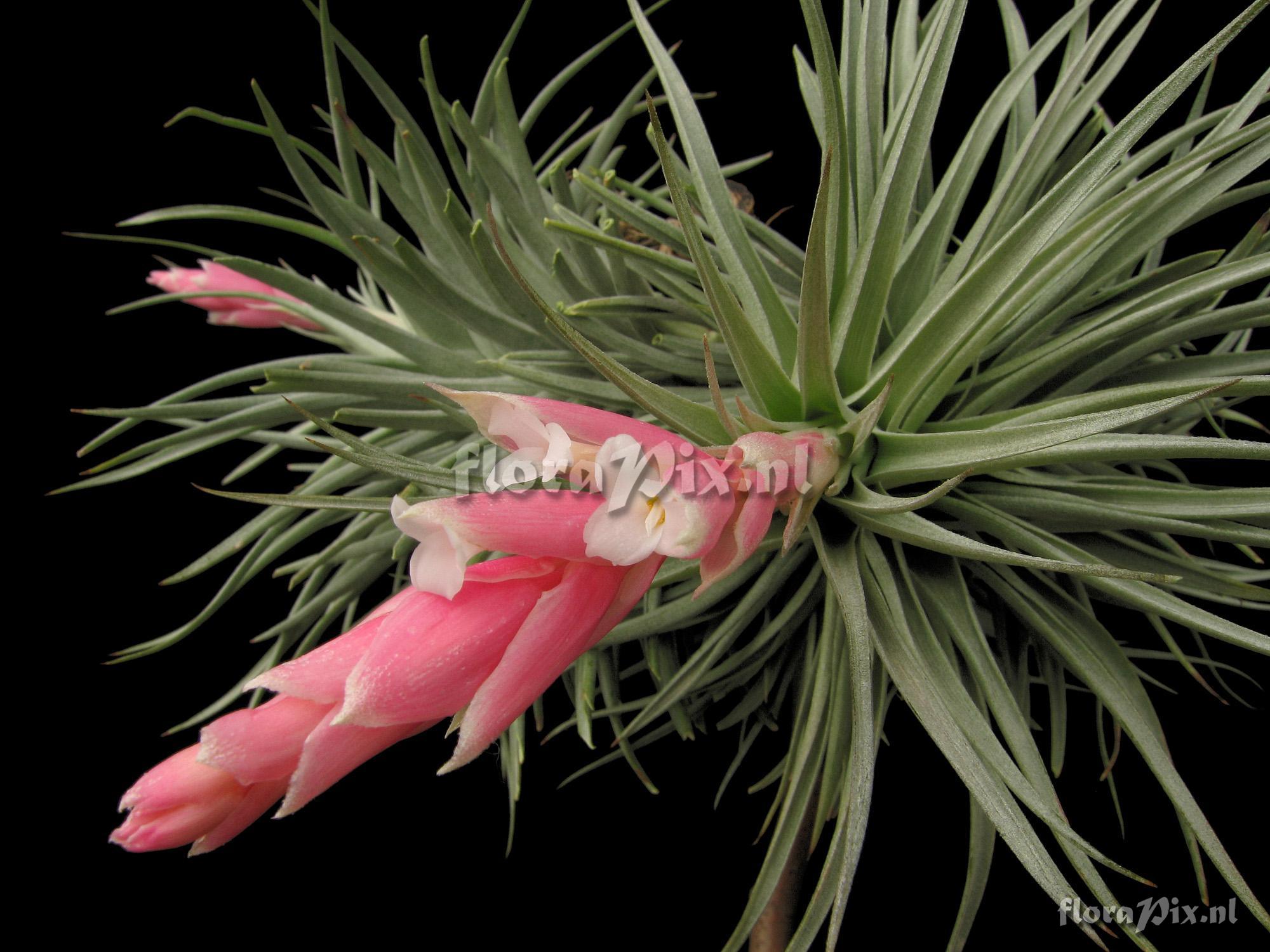 Tillandsia recurvifolia