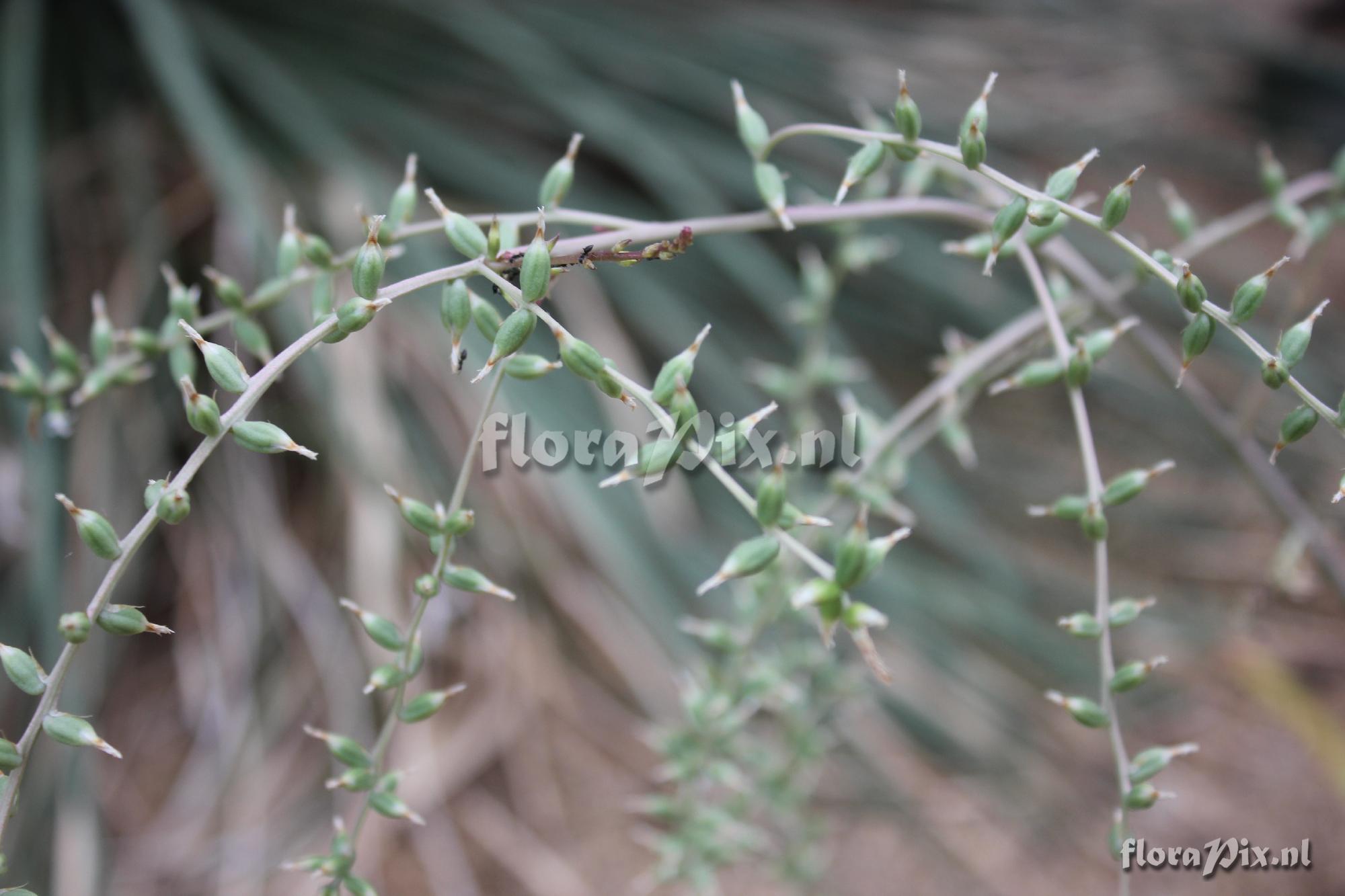 Dyckia ??