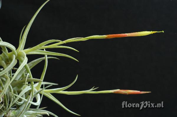 Tillandsia schiedeana