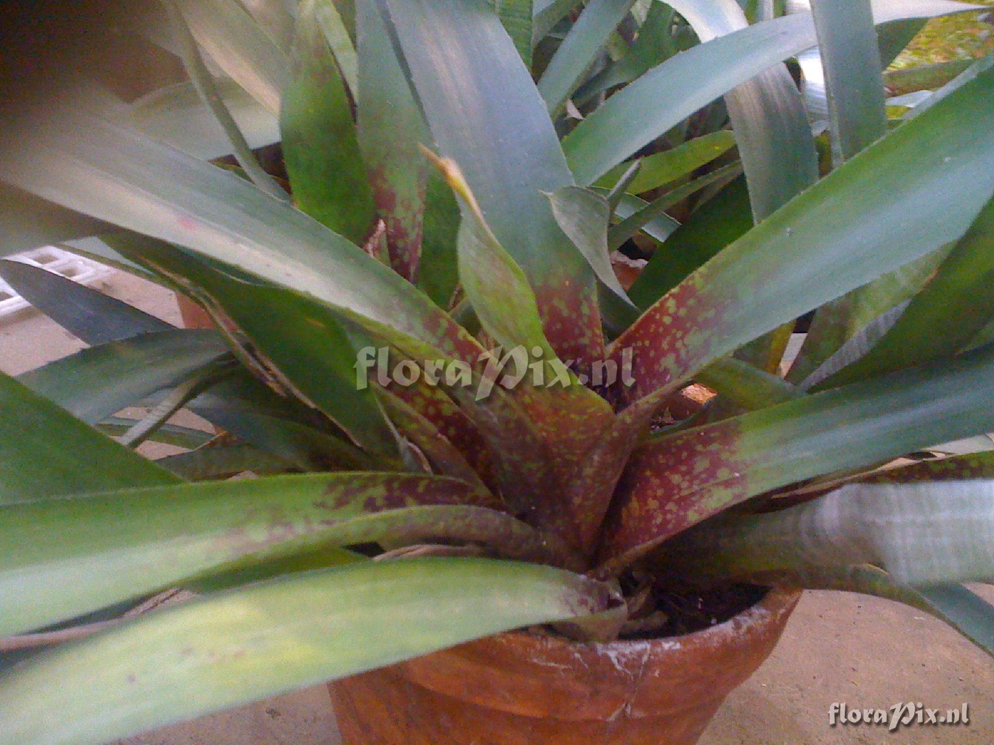 Neoregelia 