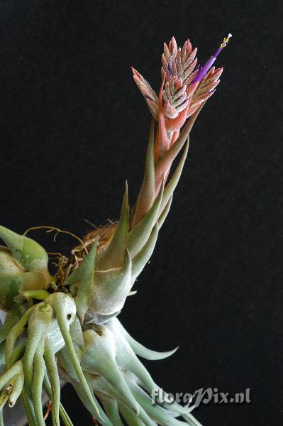 Tillandsia seleriana