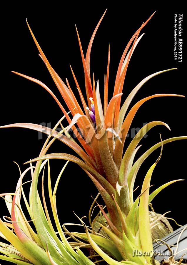 Tillandsia unnamed