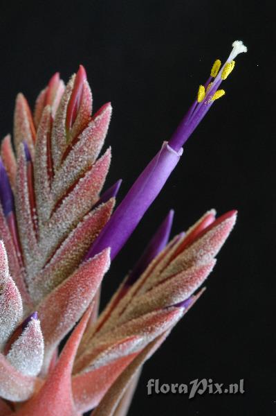 Tillandsia seleriana