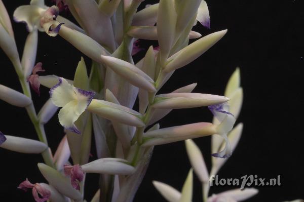 Tillandsia straminea