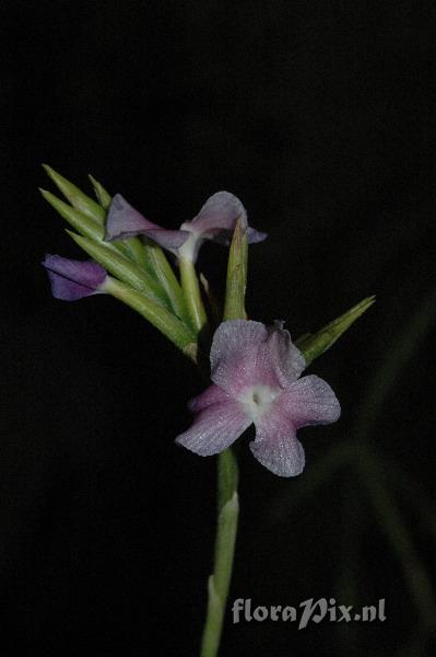 Tillandsia streptocarpa