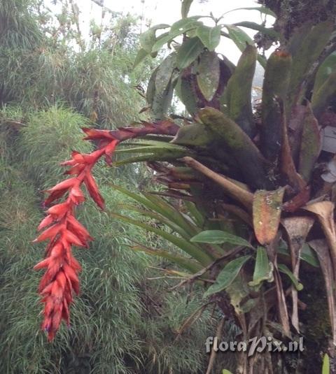 Tillandsia humboldtii