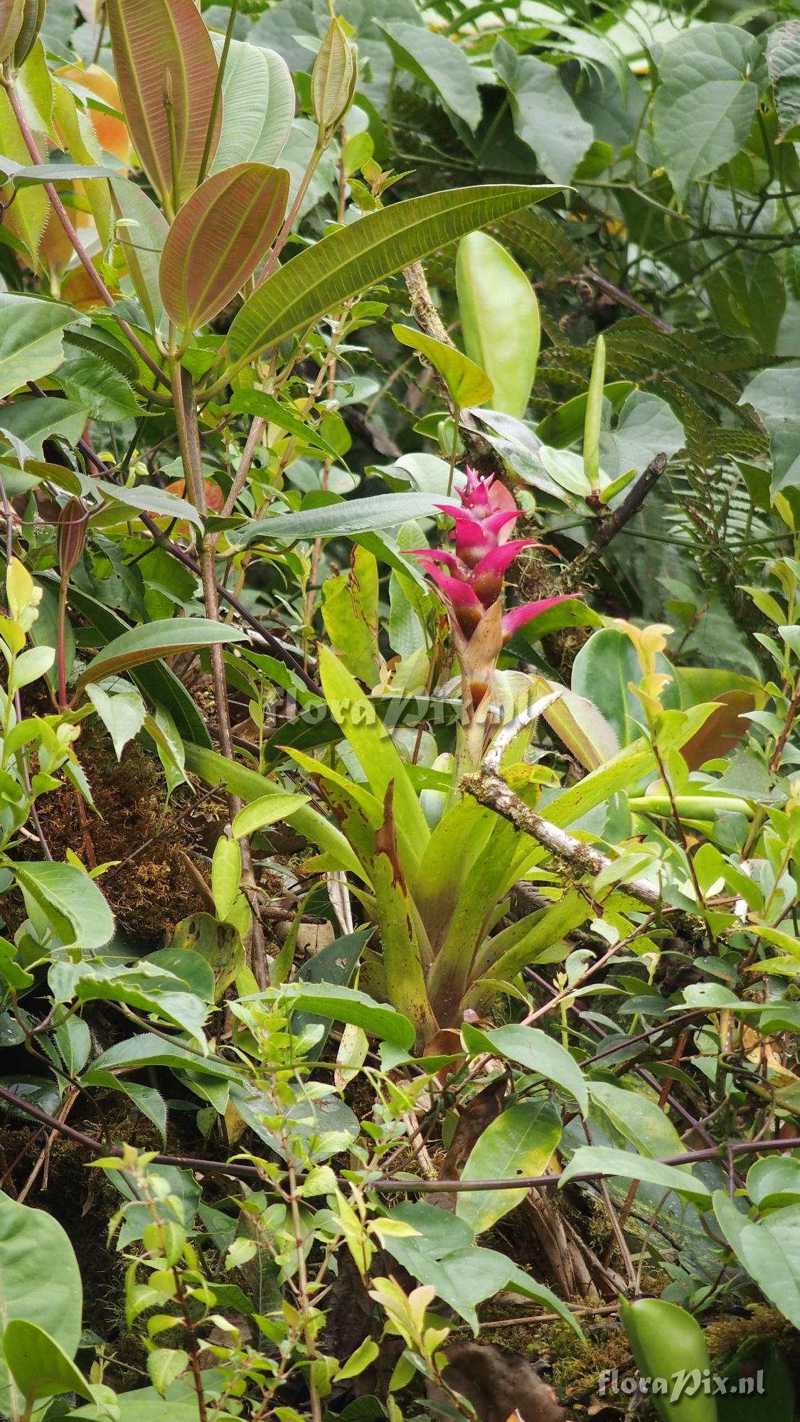 Guzmania verecunda?