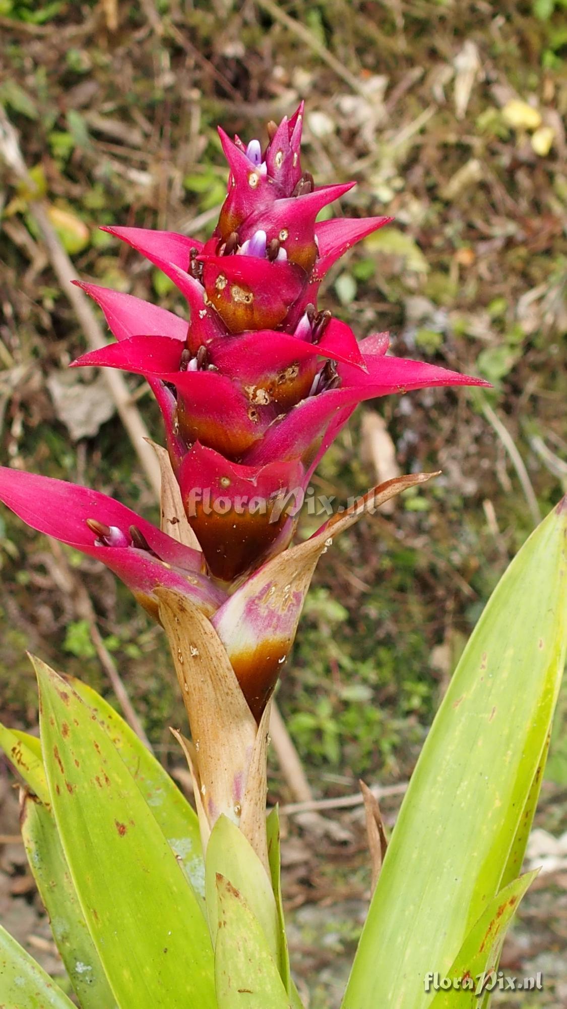 Guzmania verecunda?