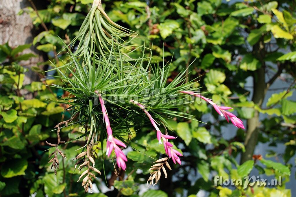 Tillandsia tenuifolia ?