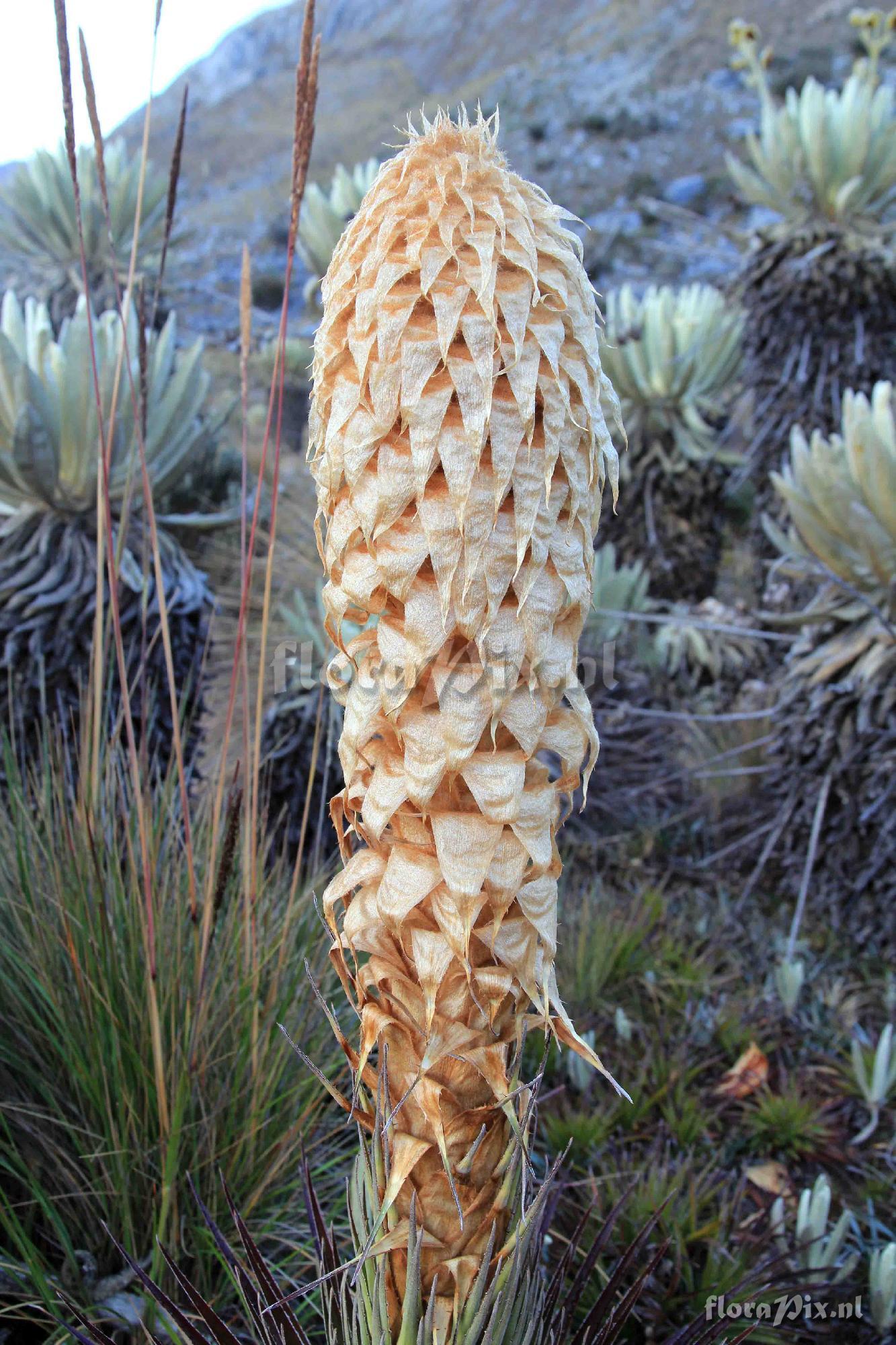 Puya trianae