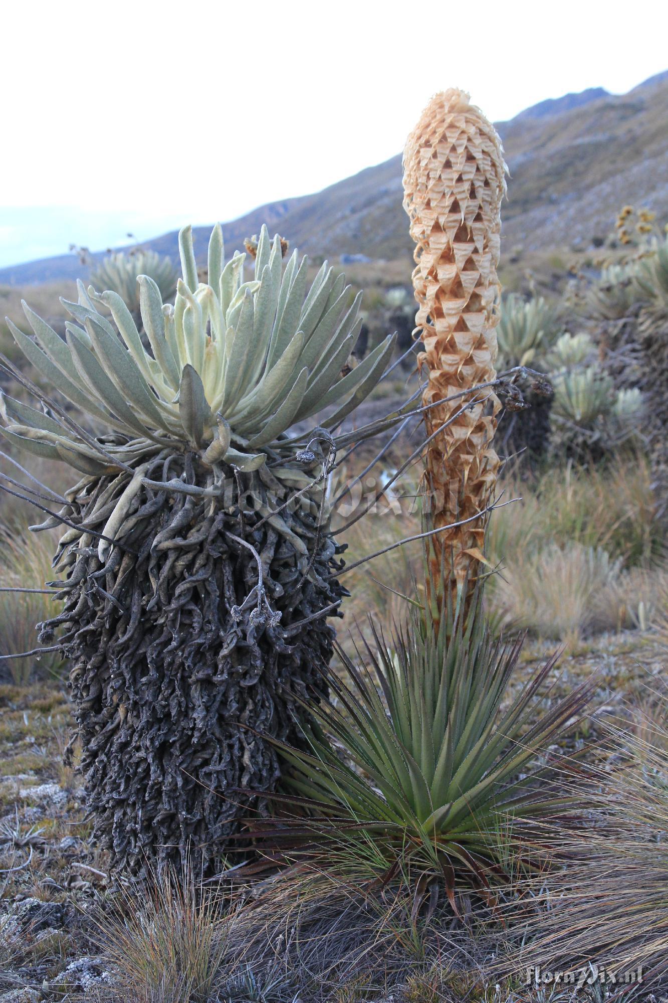 Puya trianae