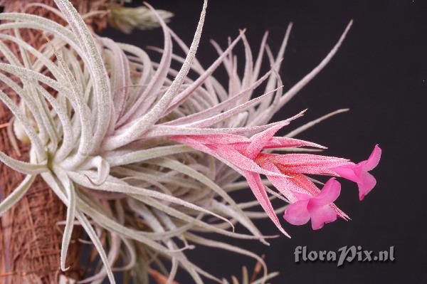 Tillandsia sucrei