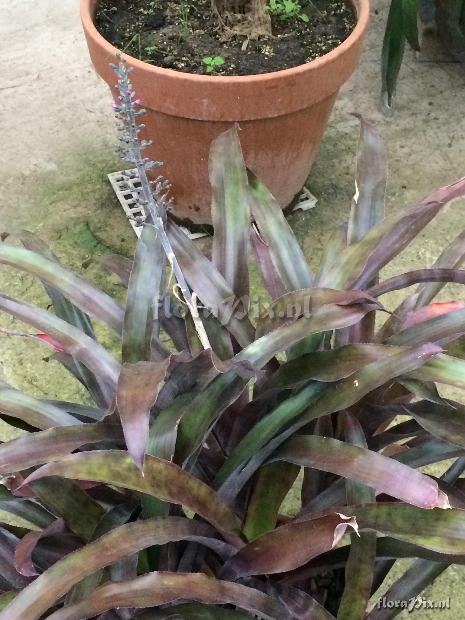 Aechmea lueddemanniana