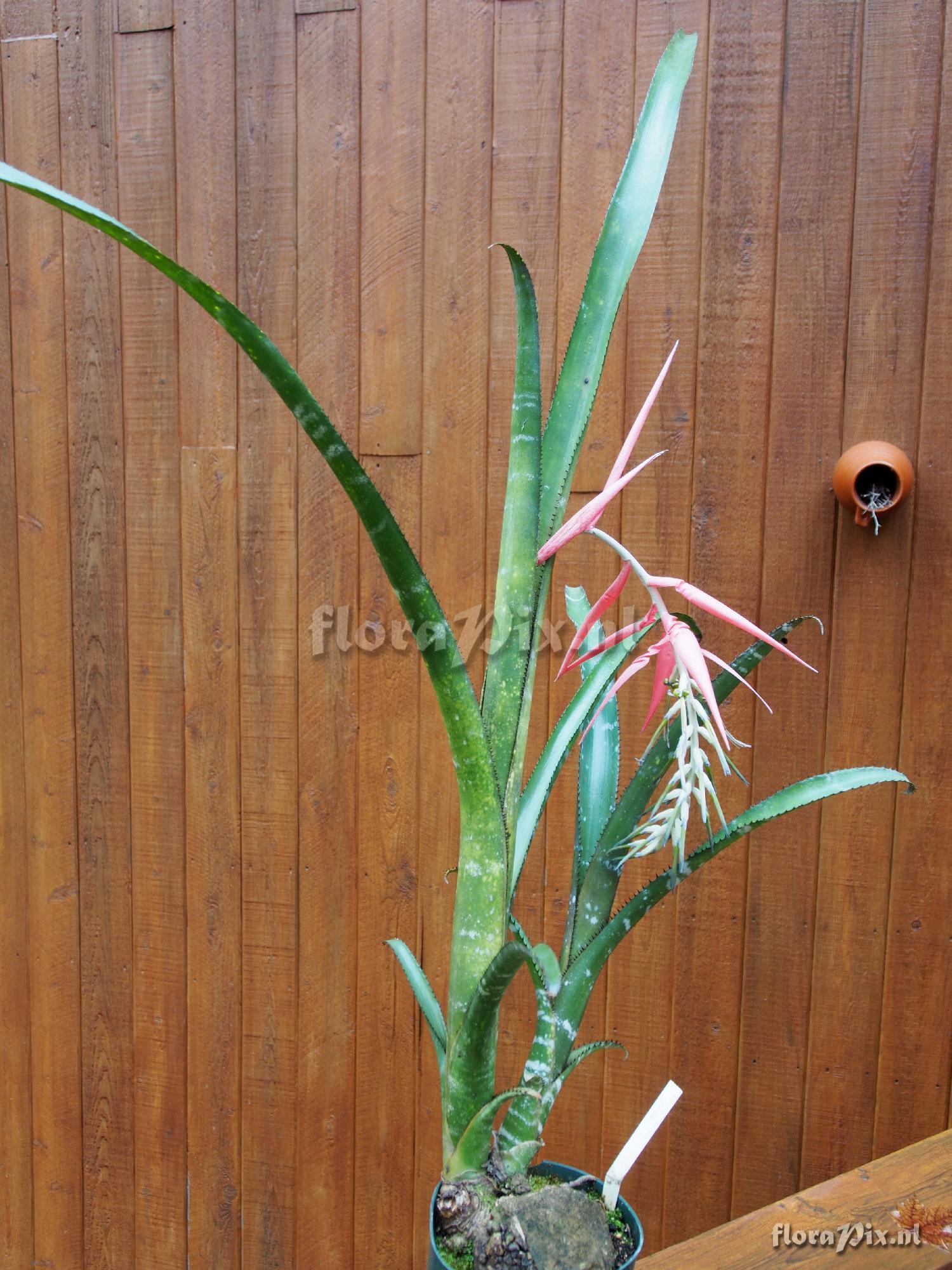 Billbergia species