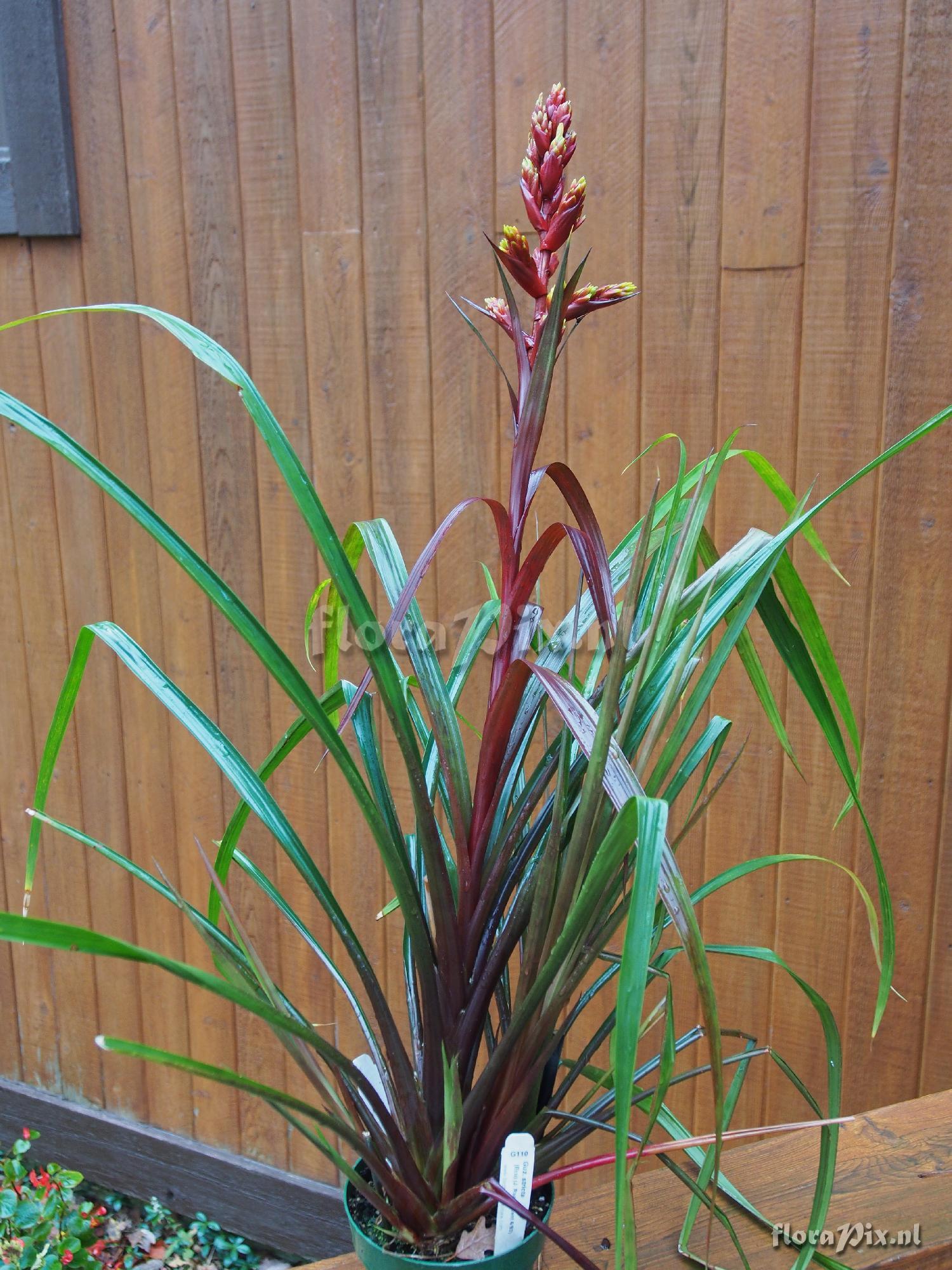 Guzmania stricta