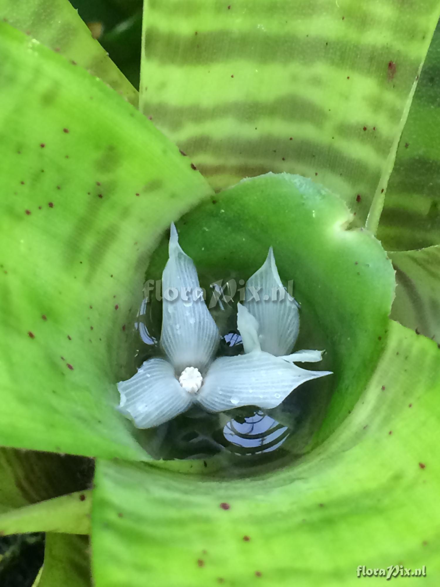 Neoregelia tigrina