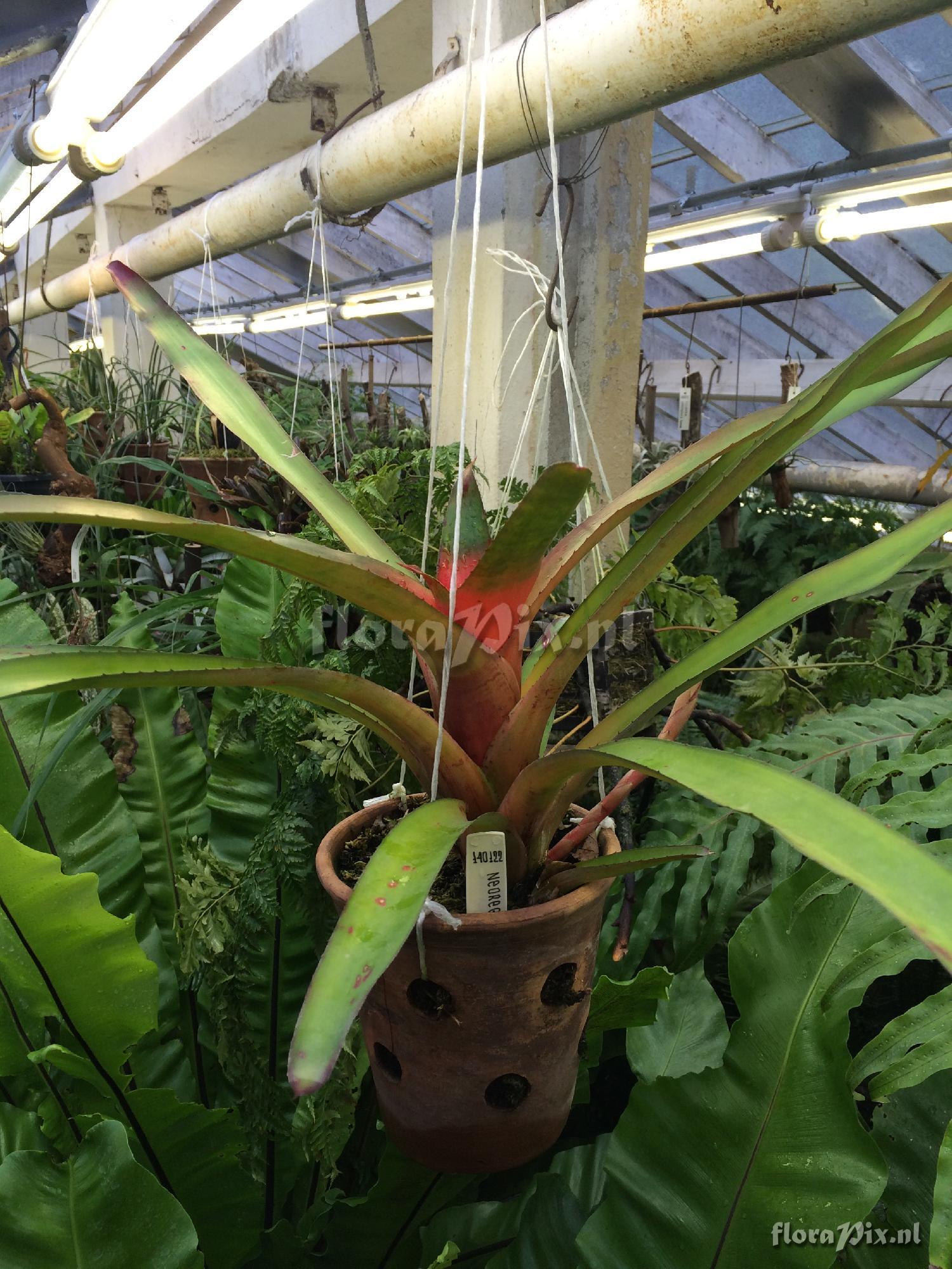 Neoregelia 