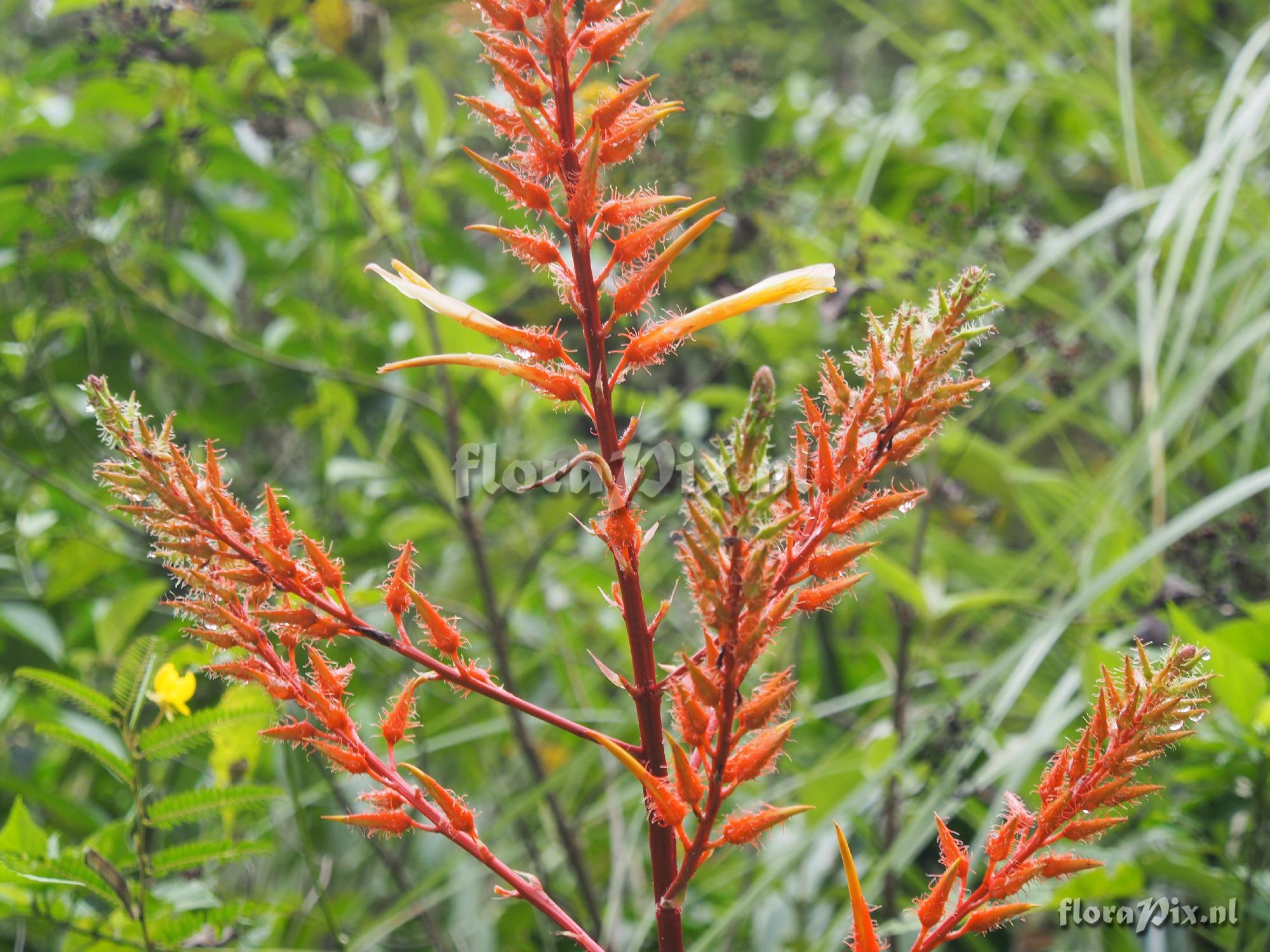 Pitcairnia ?