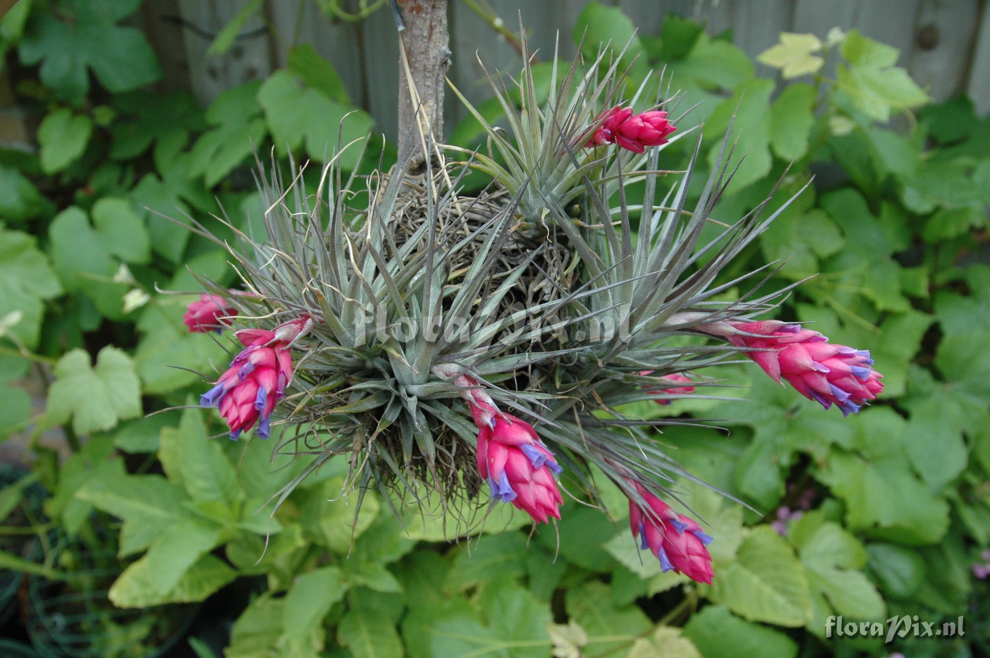 Tillandsia stricta