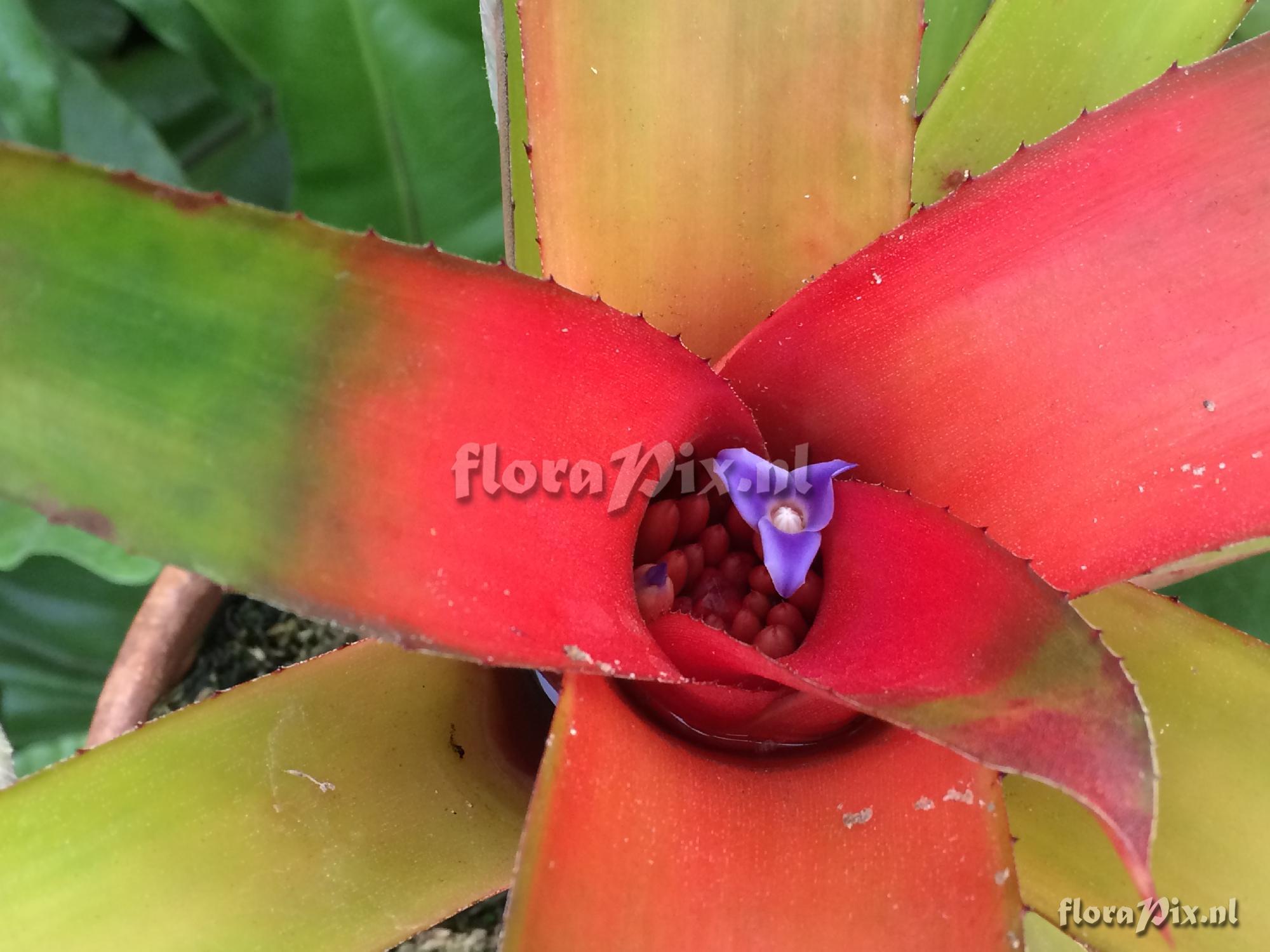 Neoregelia 