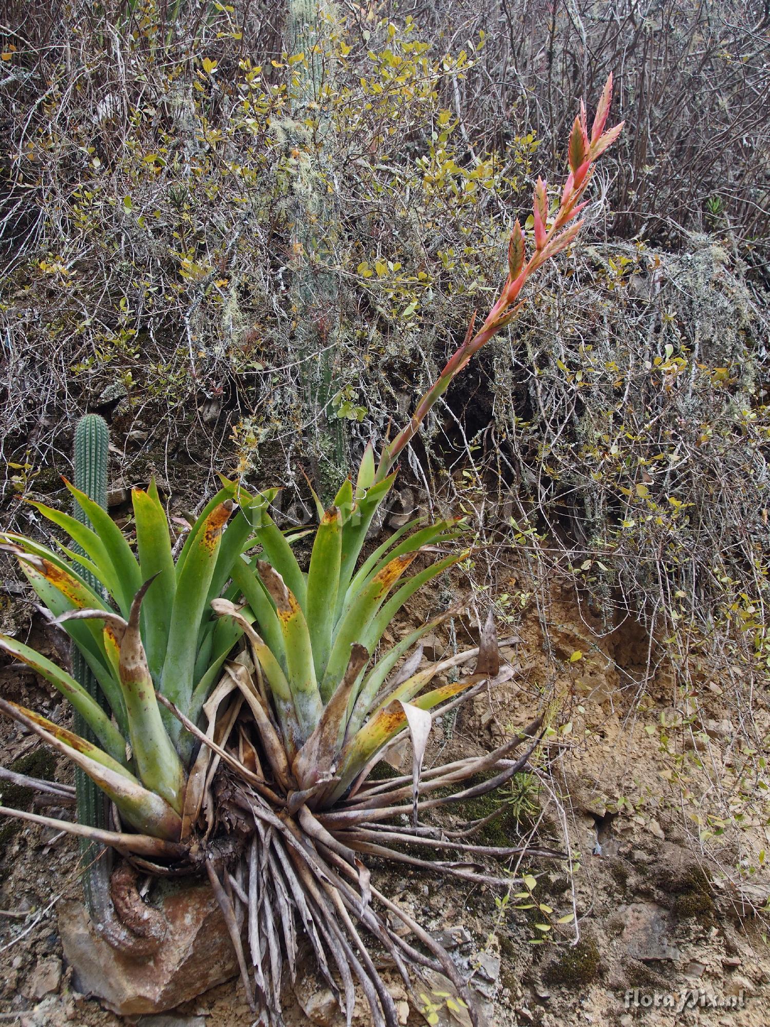 Tillandsia 