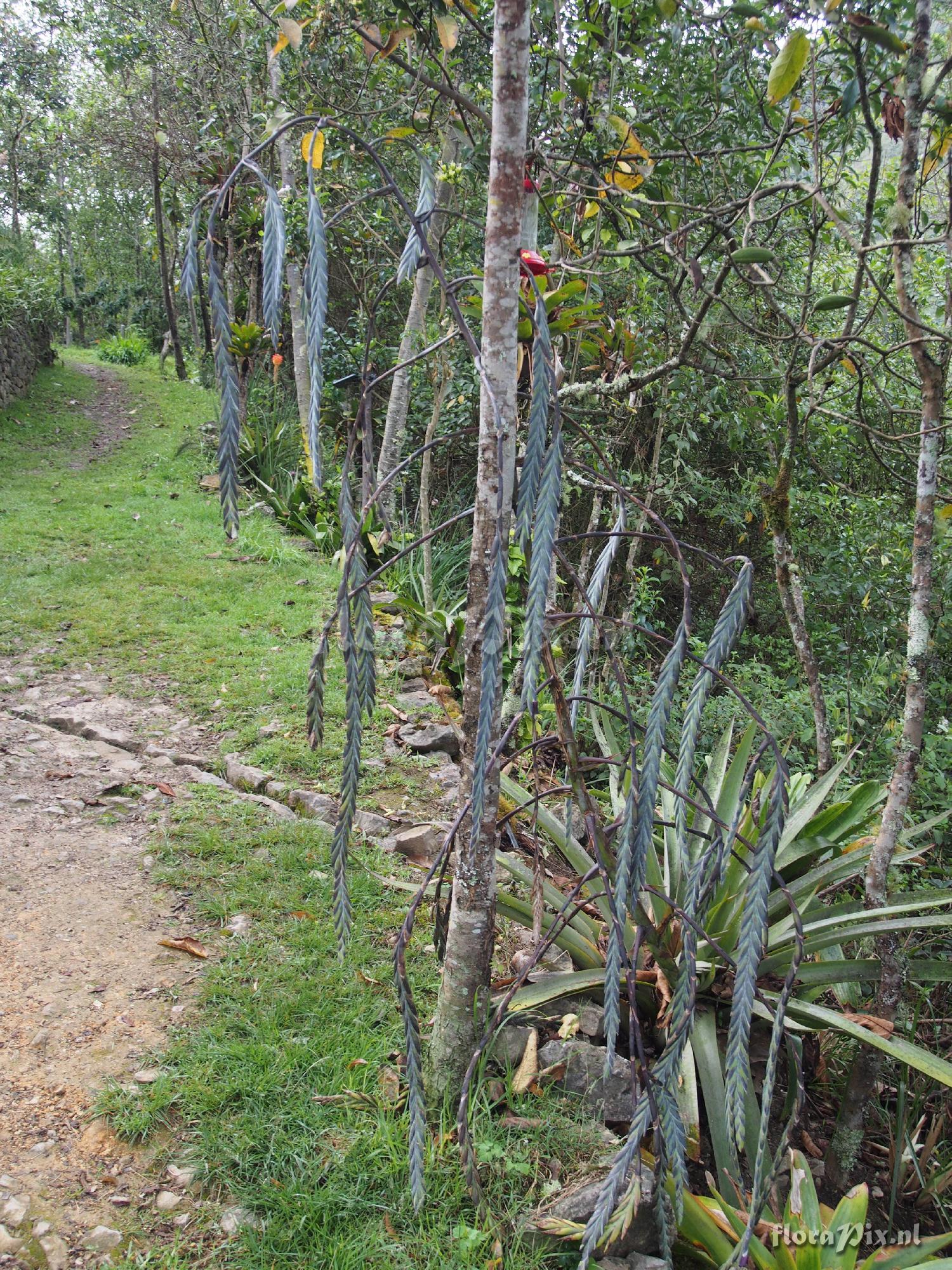 Tillandsia ferreyrae