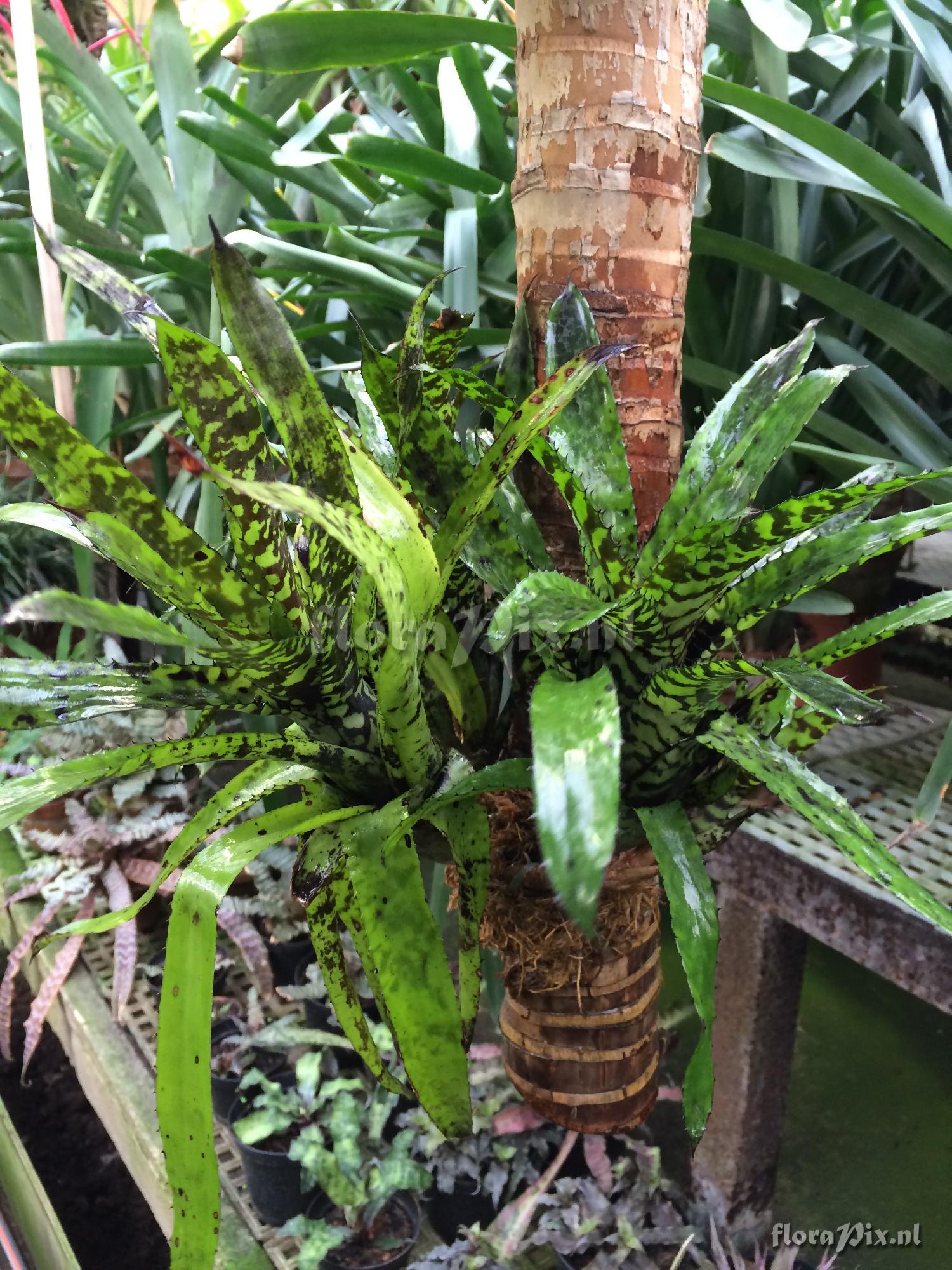 Aechmea orlandiana