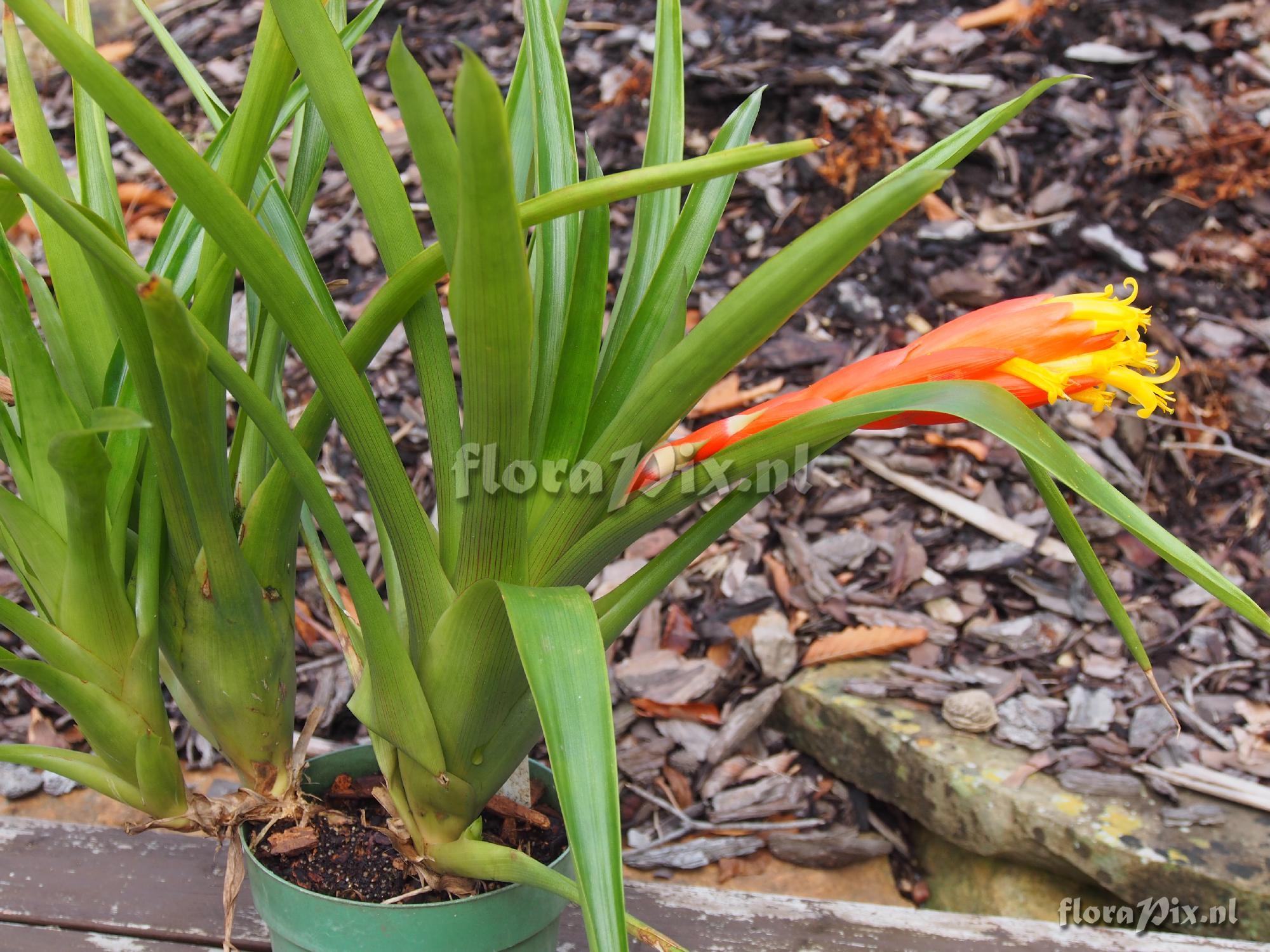 Guzmania nicaraguensis