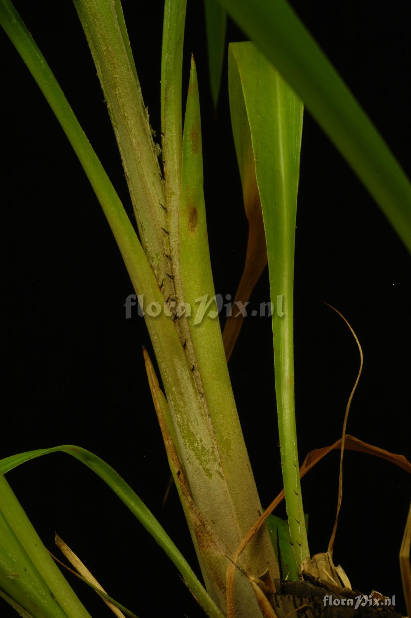 Pitcairnia pulverulenta 