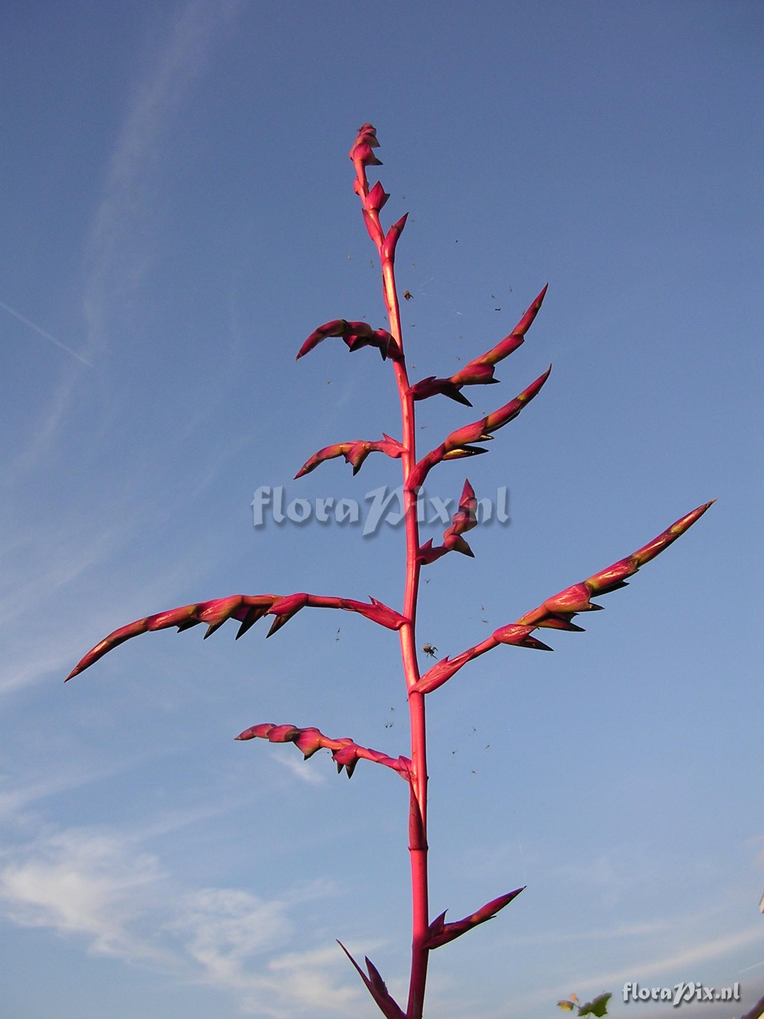 Tillandsia secunda