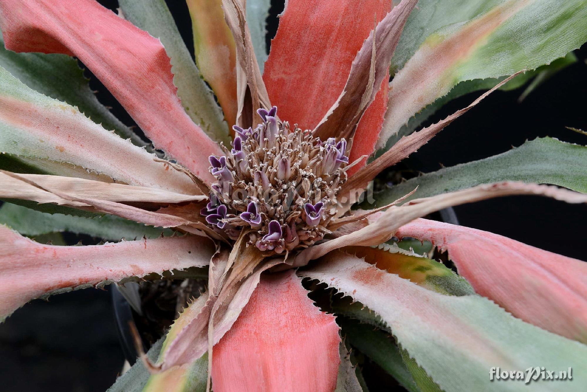 Bromelia scarlatina