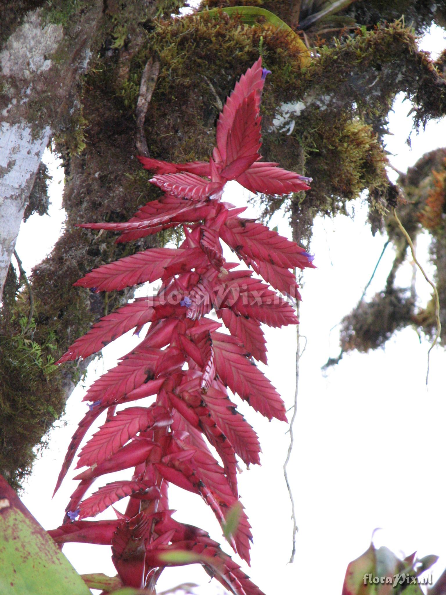 Tillandsia superba