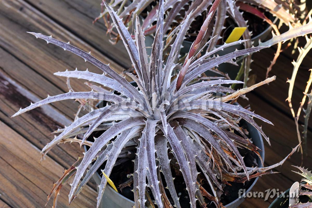 Dyckia hybrid with 9 seed capsules