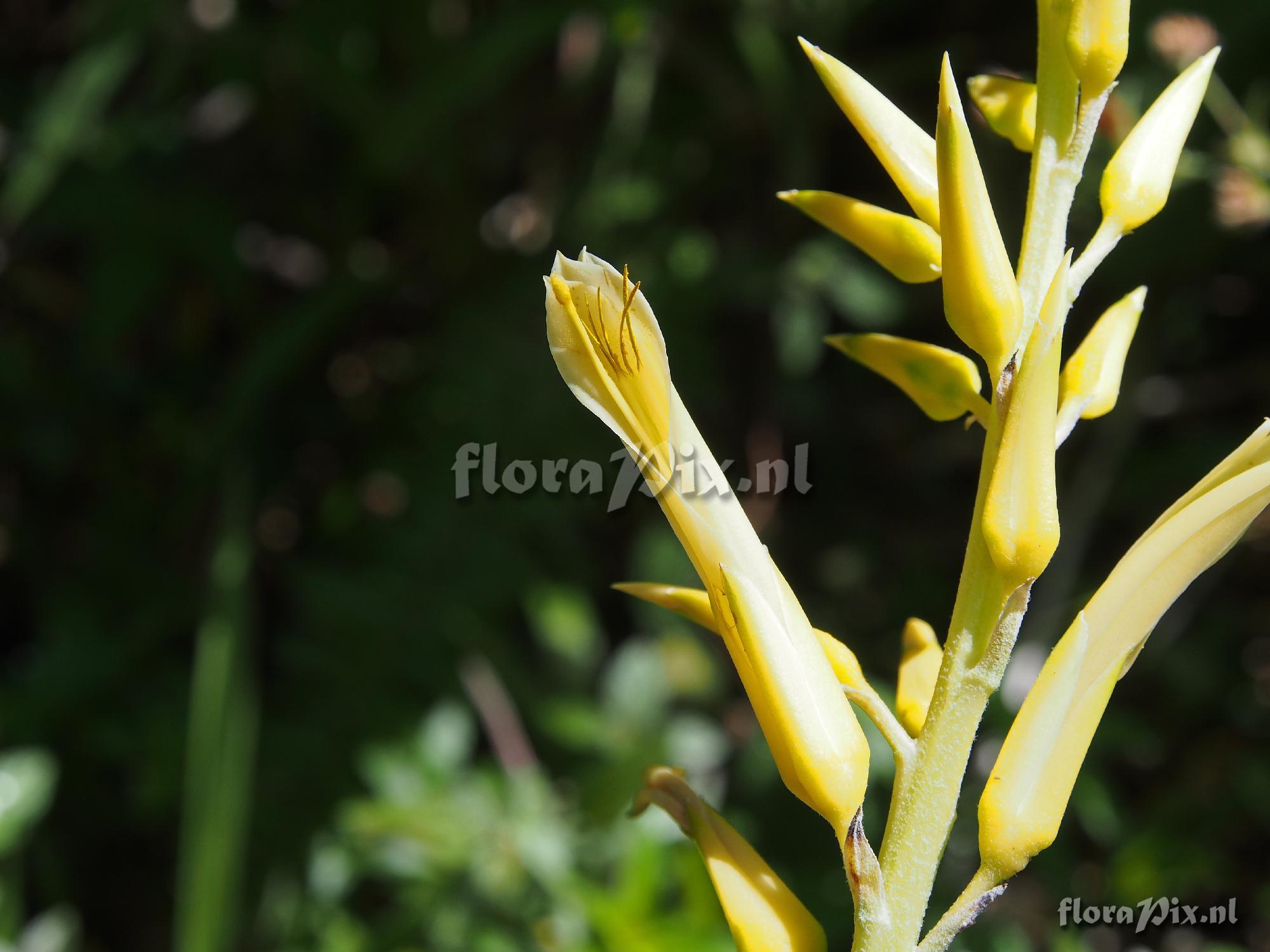 Pitcairnia microtrinensis?