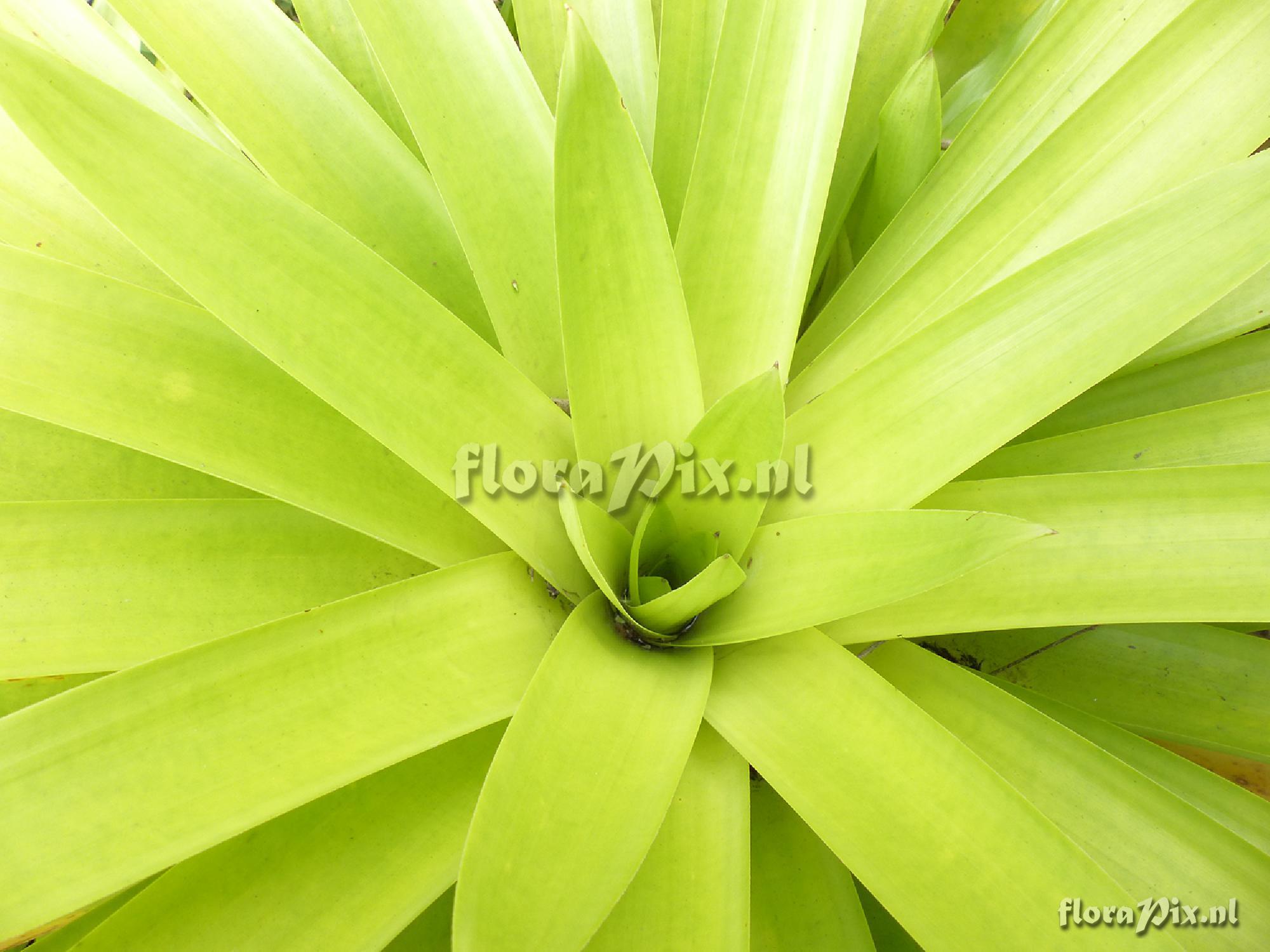 Tillandsia 