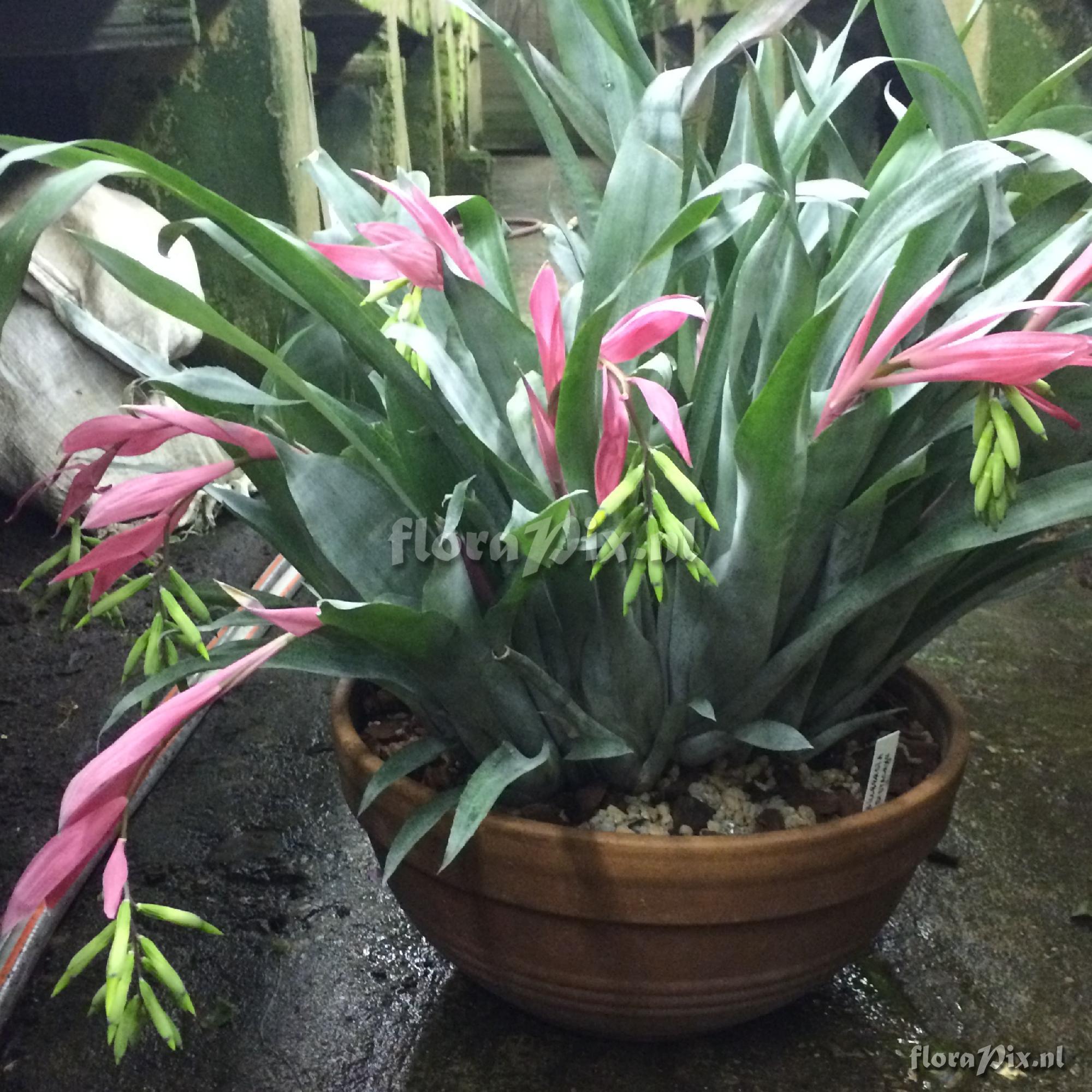 Billbergia distachya