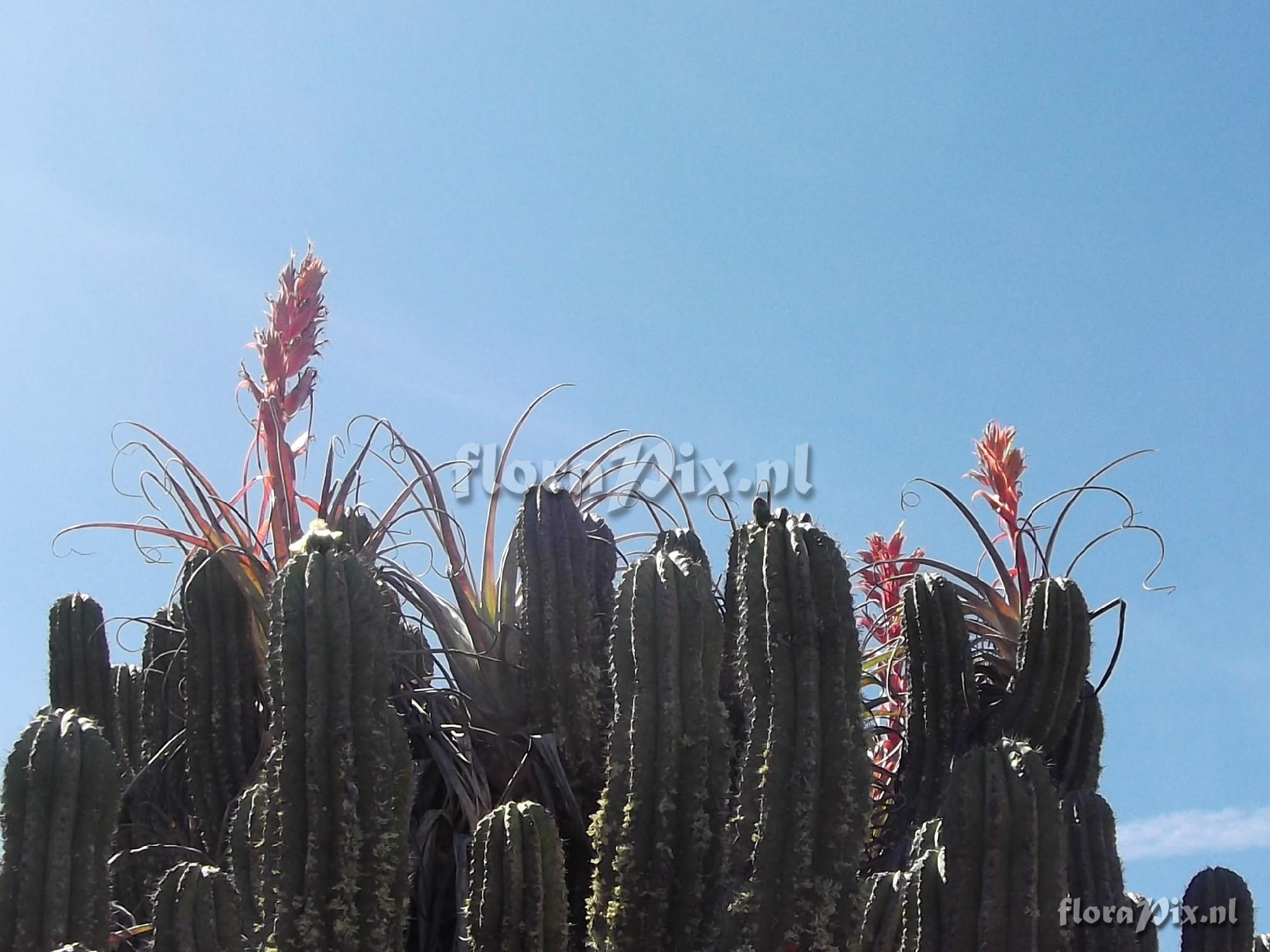 Tillandsia takizawae