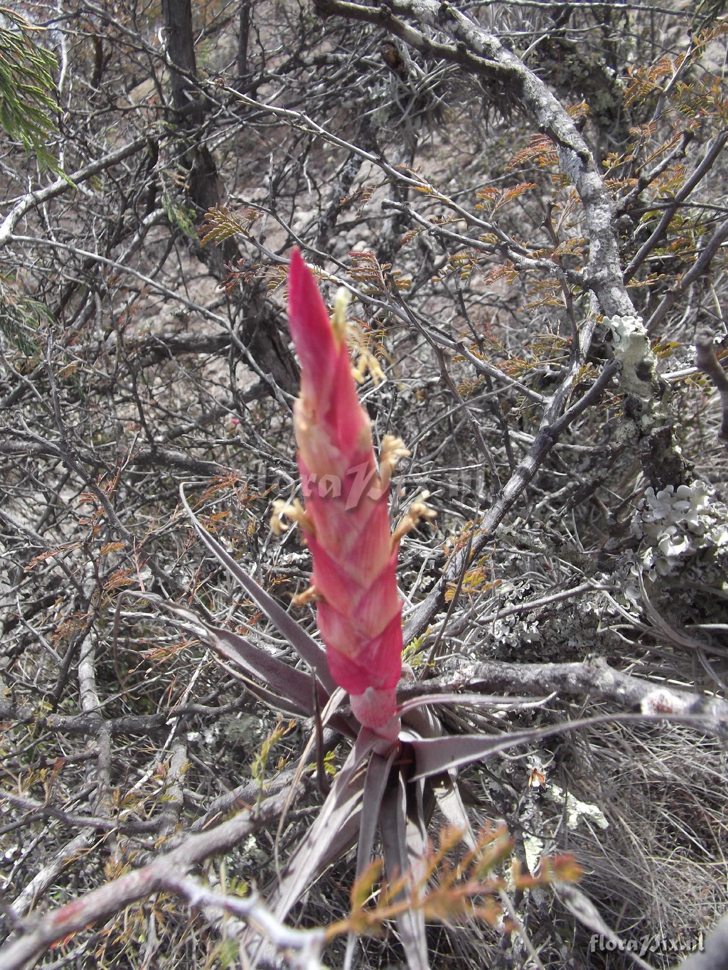 Tillandsia achyrostachys?