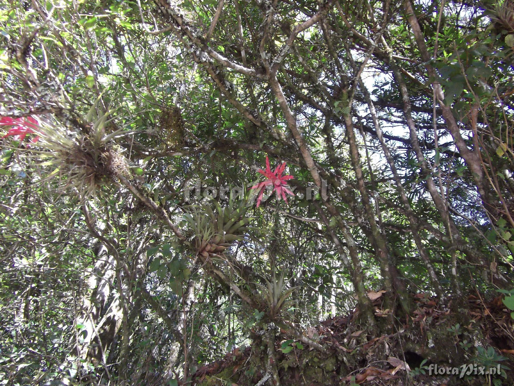 Tillandsia 