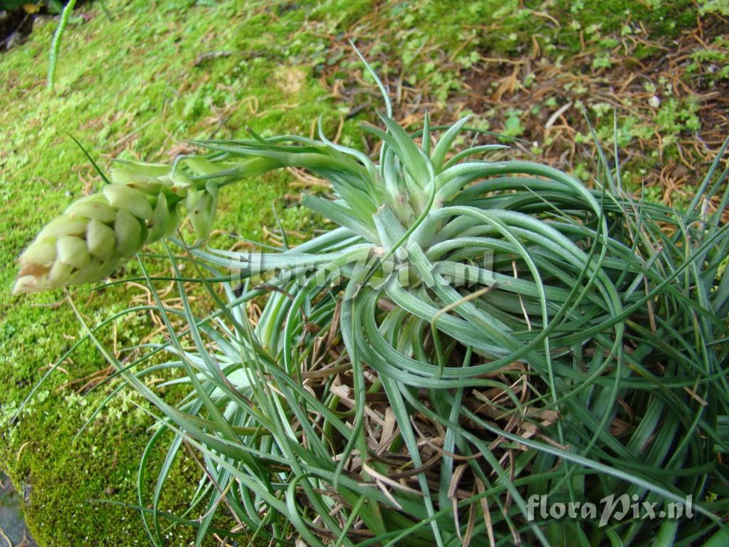 Tillandsia stricta