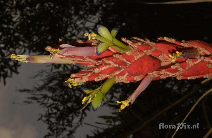 Vriesea tequendamae