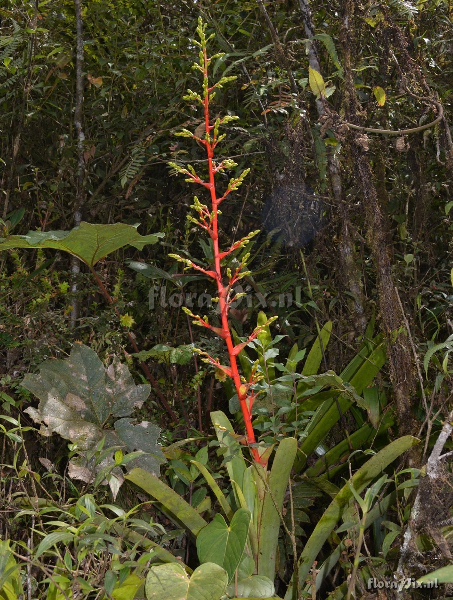 Guzmania difussa