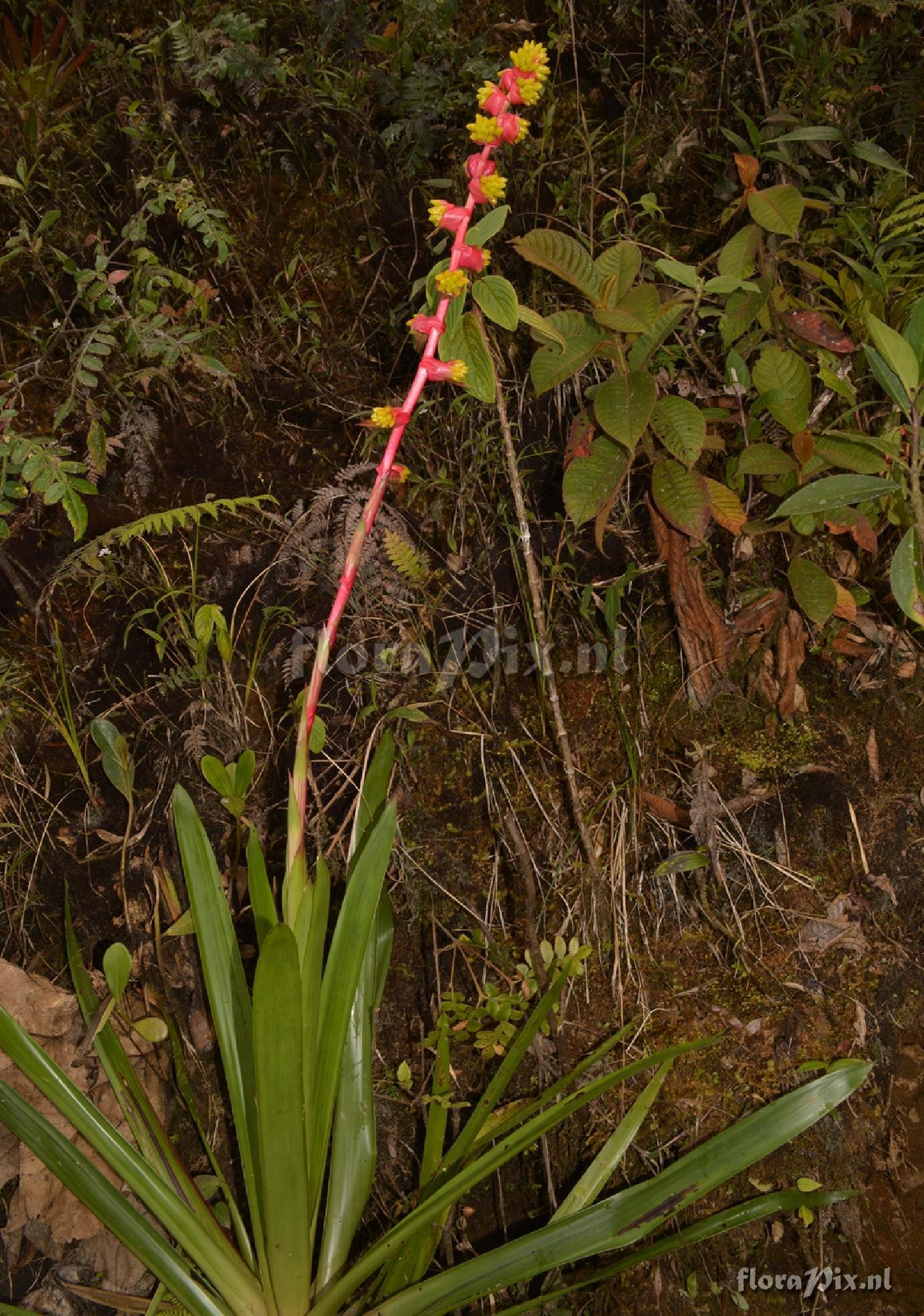 Guzmania cf. weberbaueri or terrestris