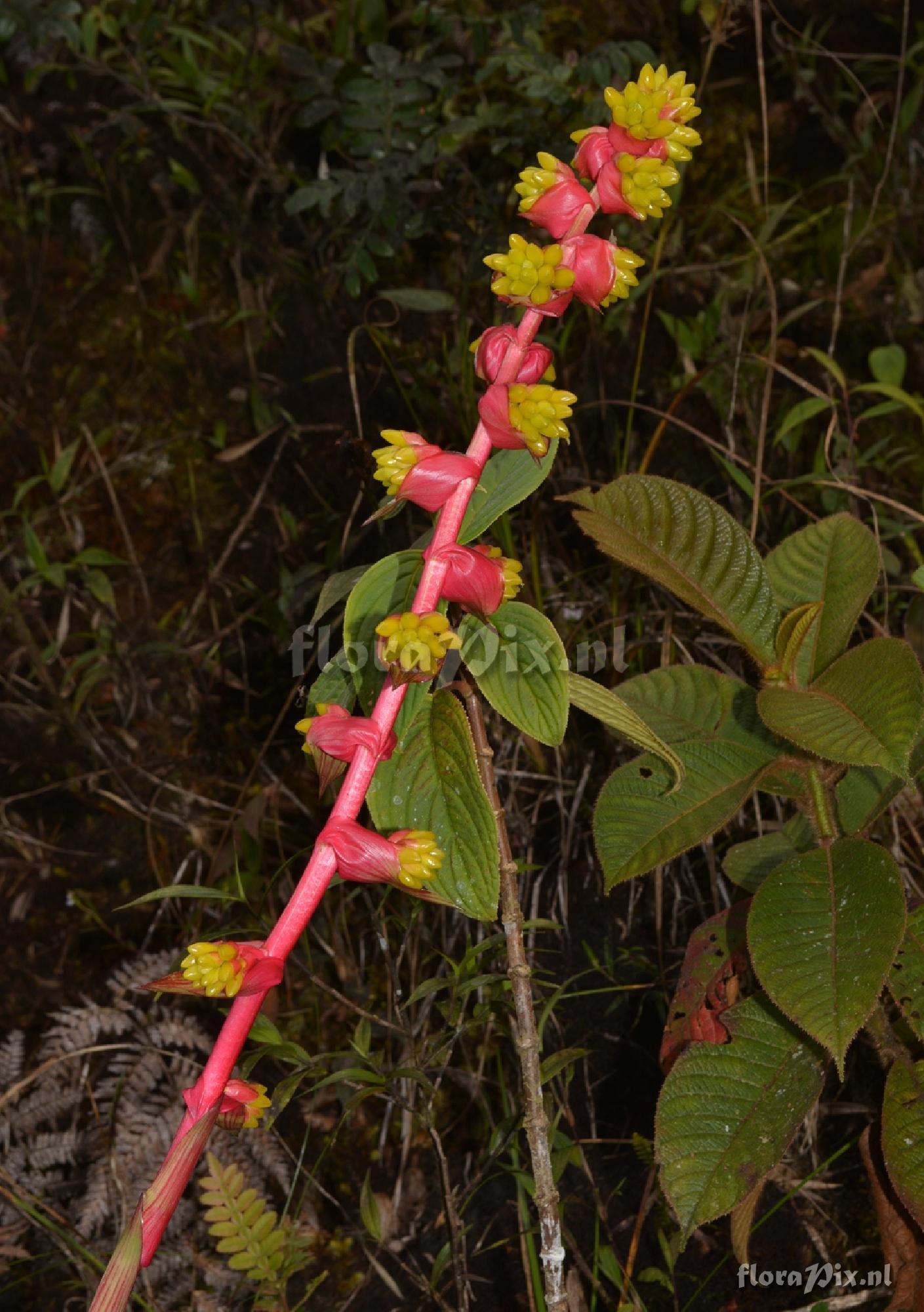 Guzmania cf. weberbaueri or terrestris