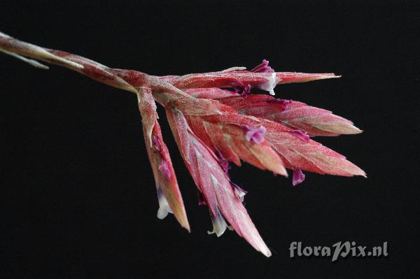 Tillandsia tectorum