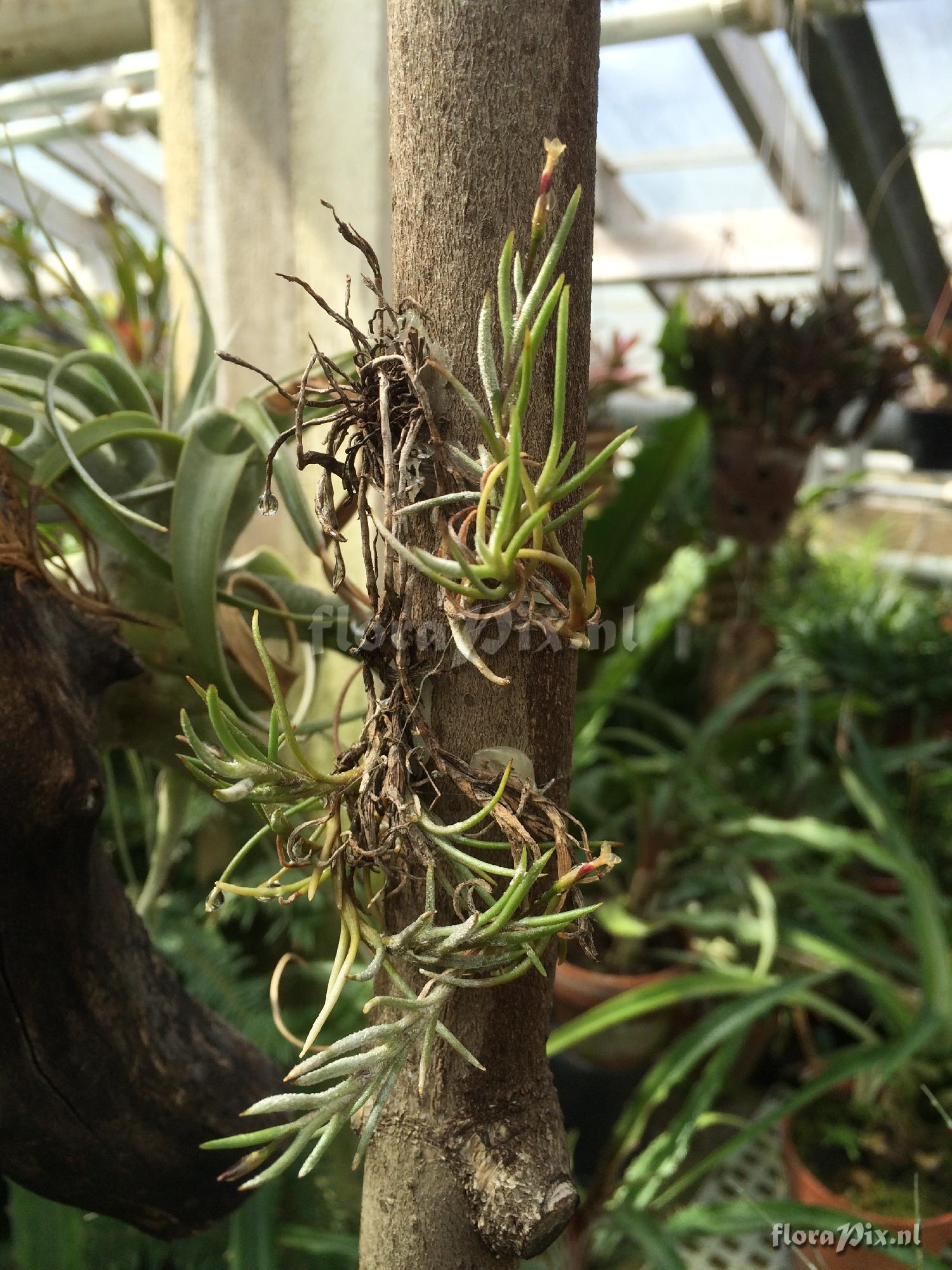 Tillandsia sp.