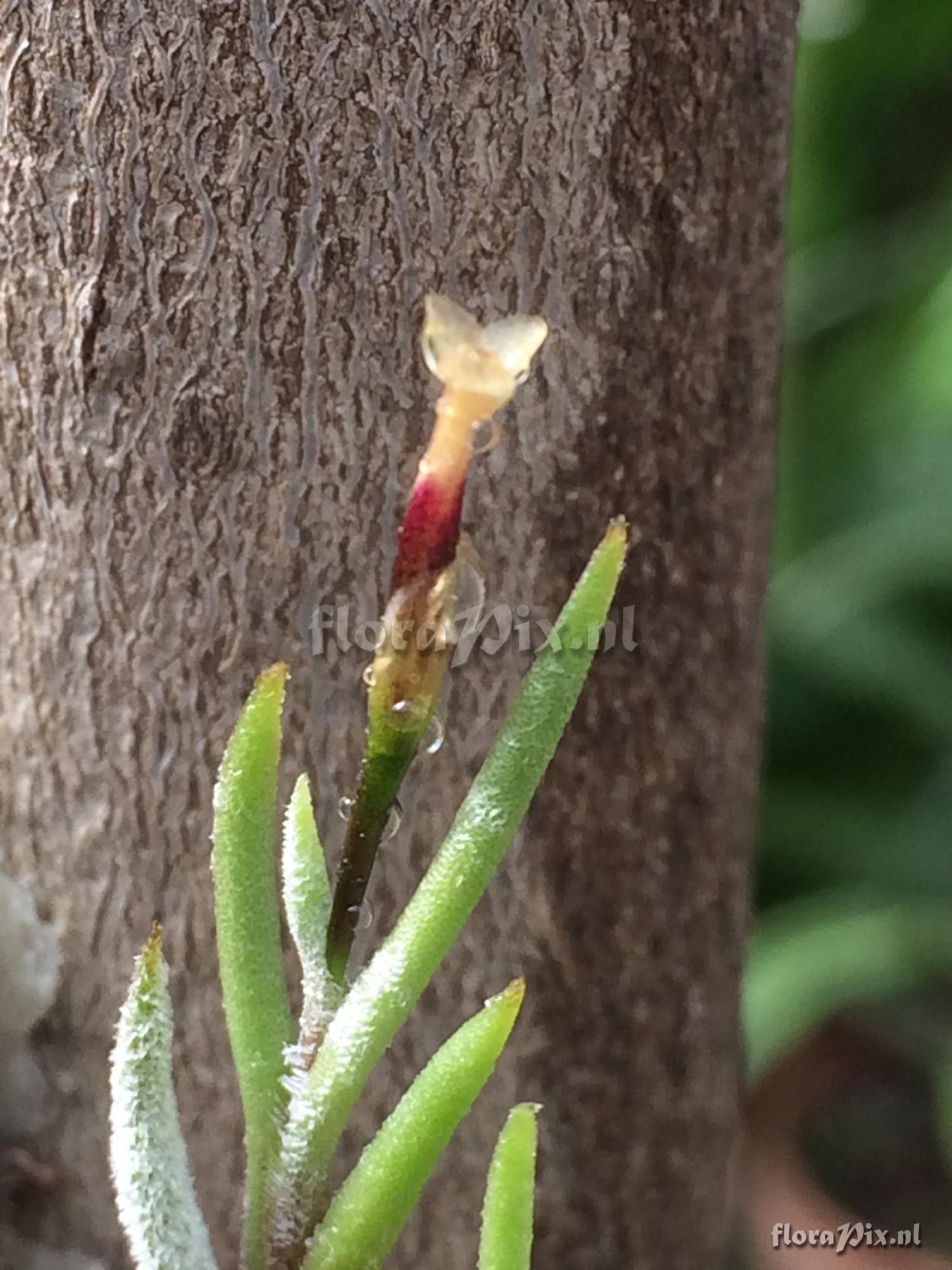 Tillandsia sp.